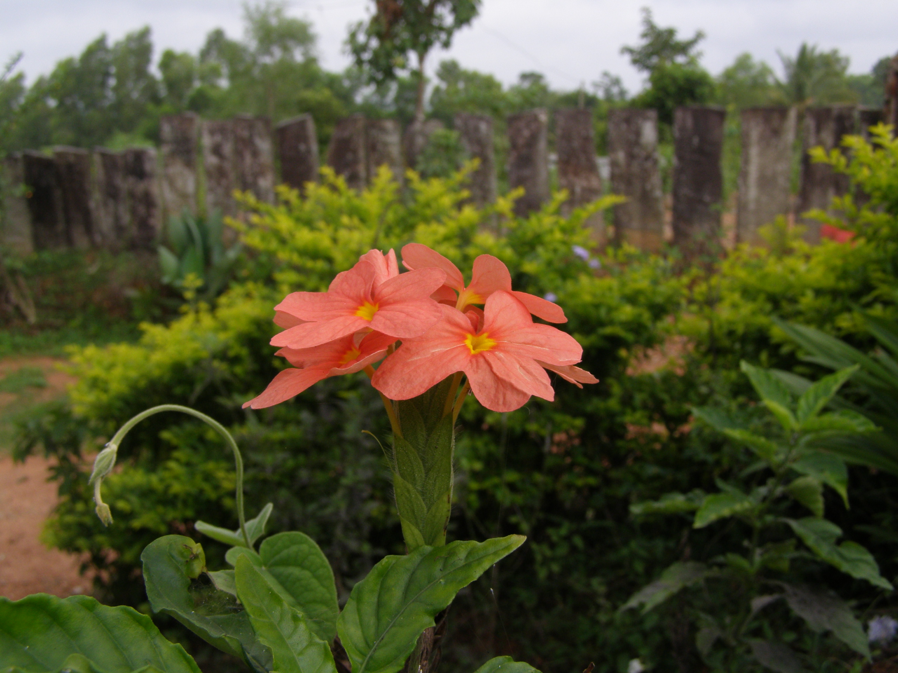 Kanakambara