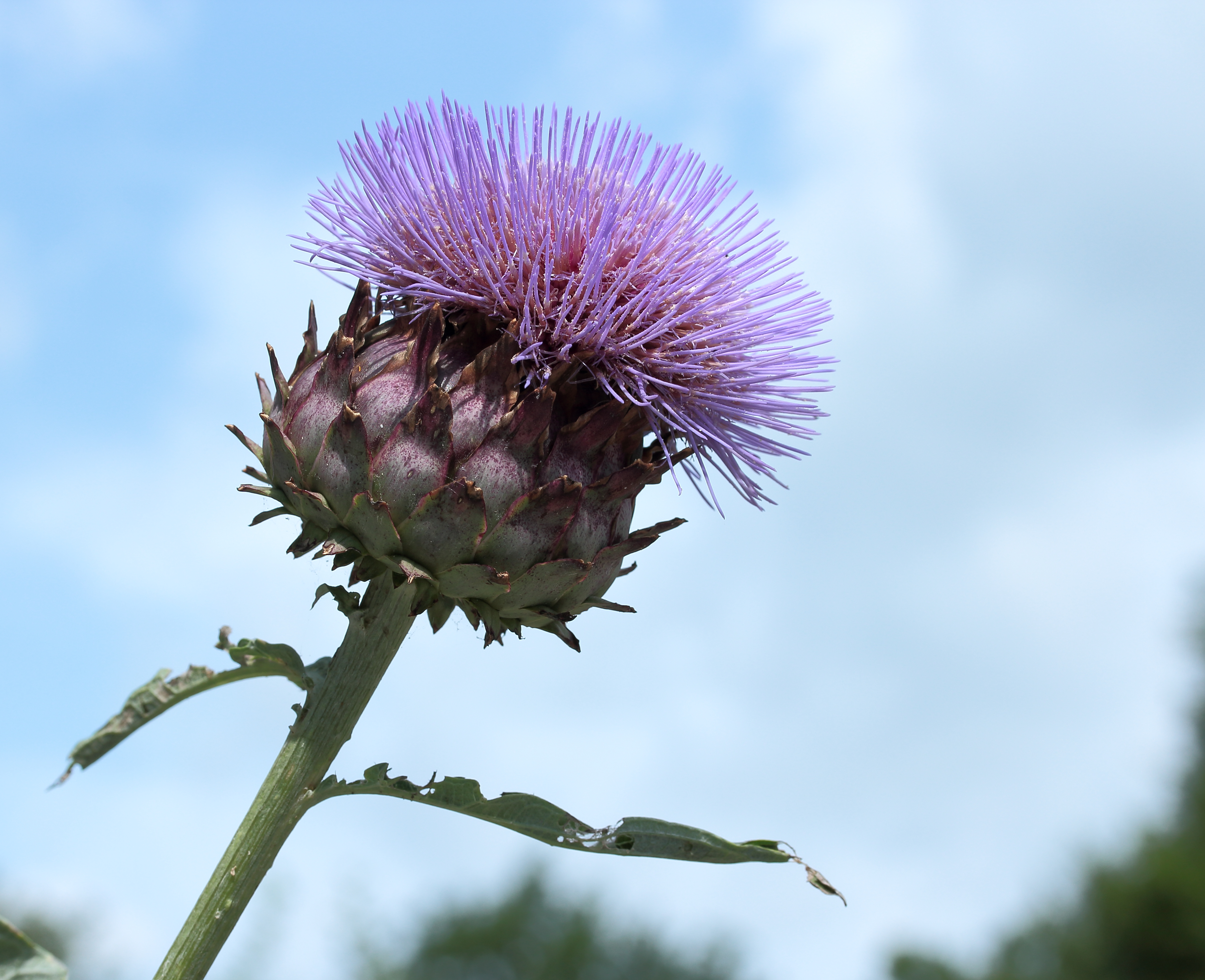 Kardoen (Cynara cardunculus), Locatie De Kruidhof 01