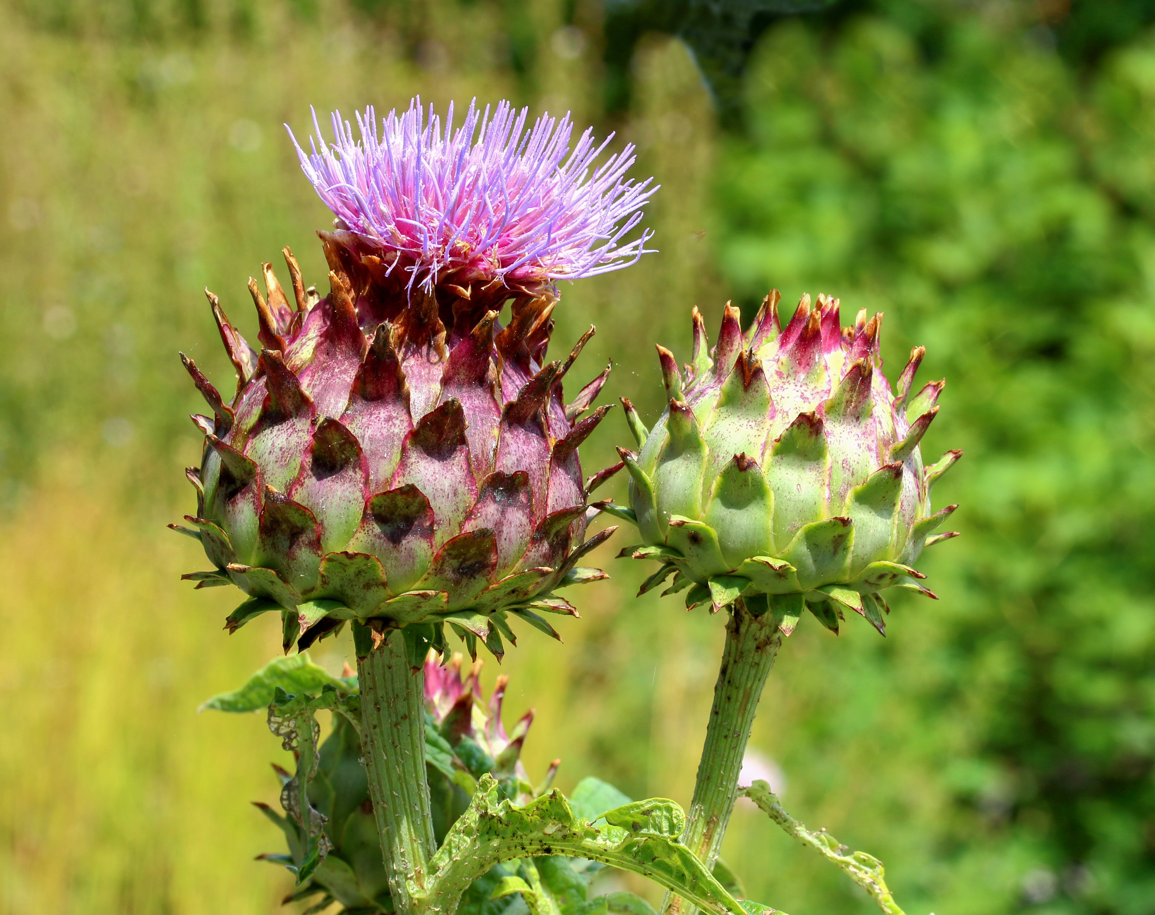Kardoen (Cynara cardunculus), Locatie De Kruidhof 03