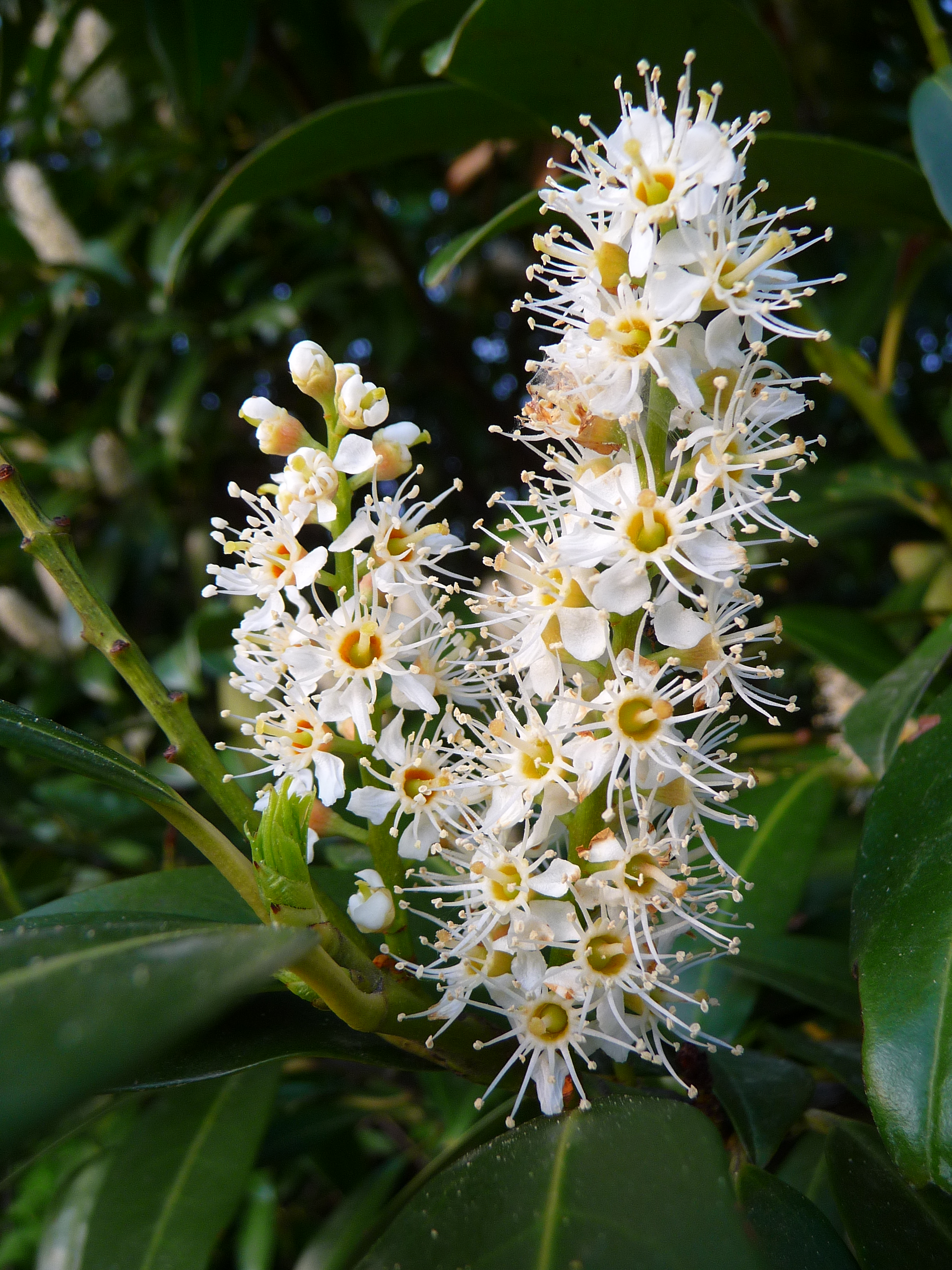 Kerzenblüte der Lorbeerkirsche