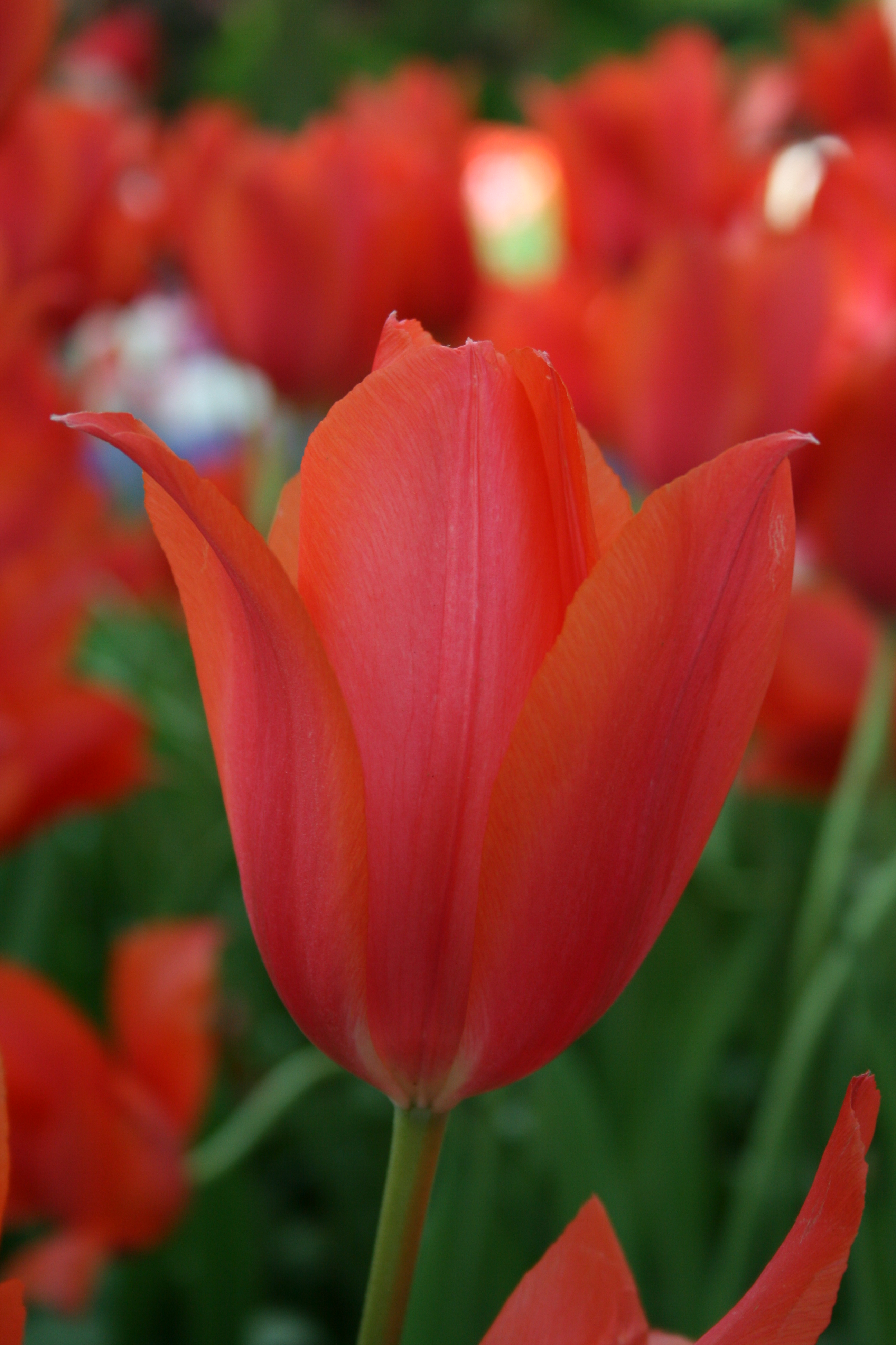Keukenhof 393