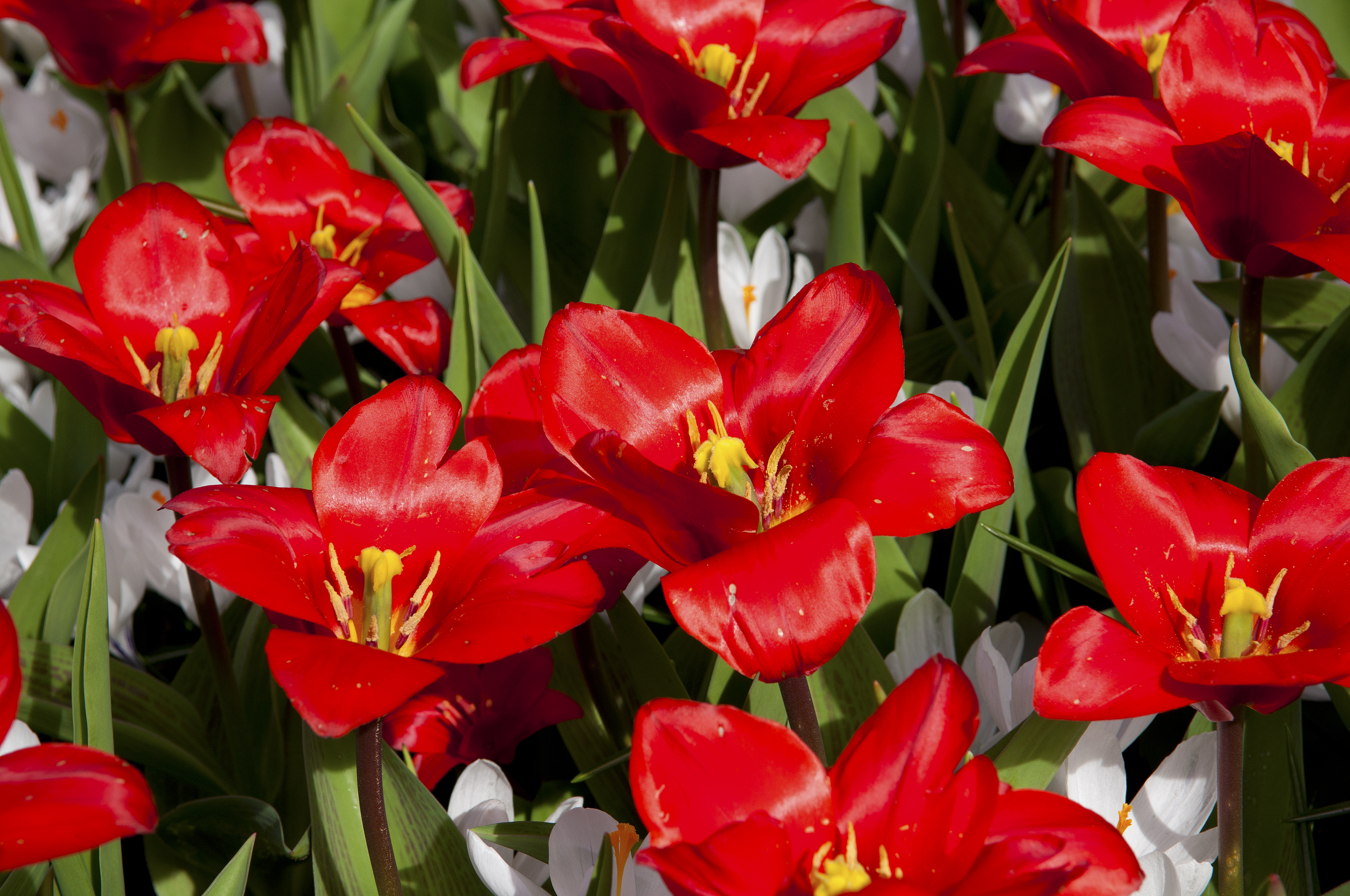 Keukenhof, The Netherlands (5585513289)