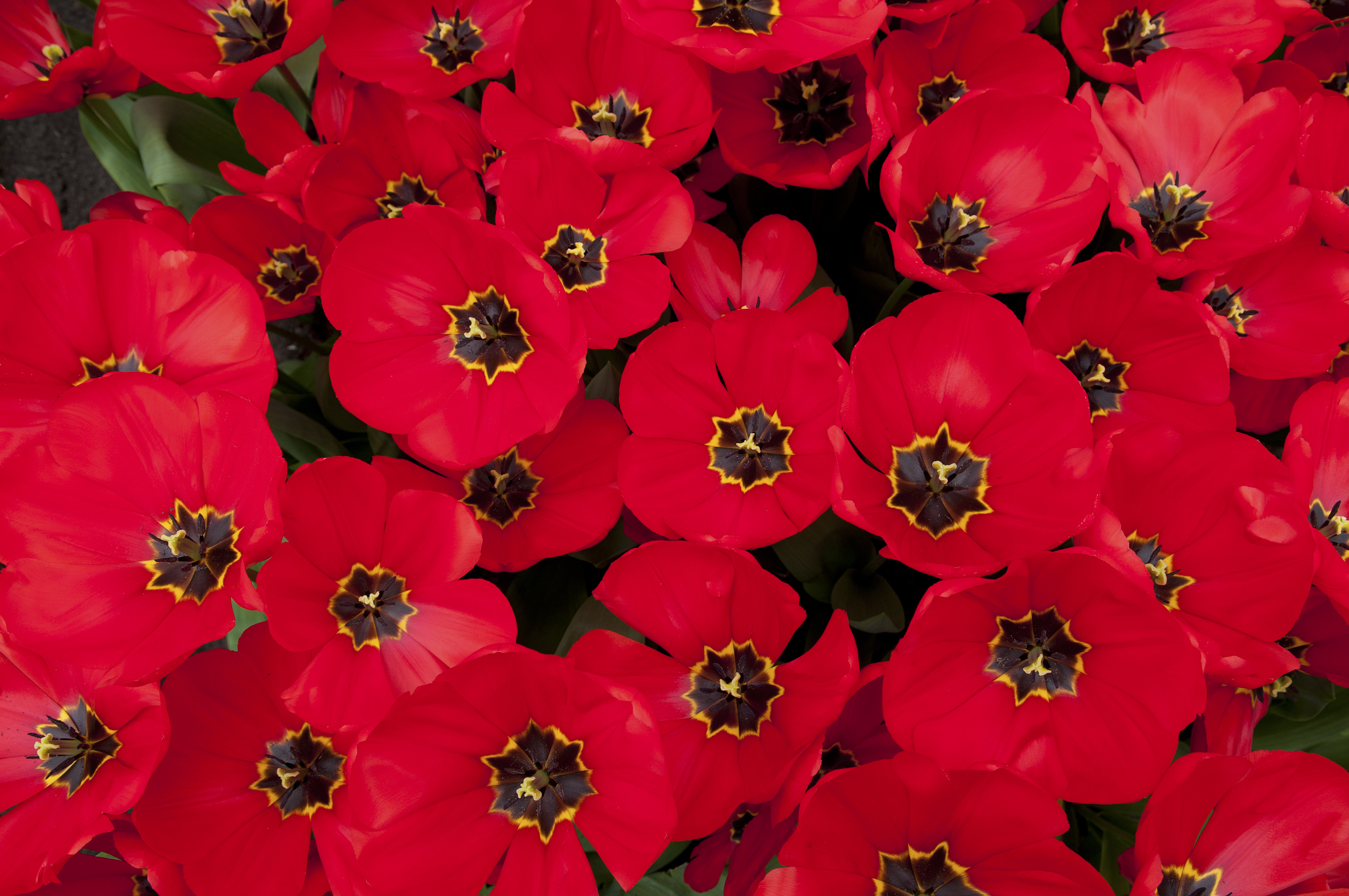 Keukenhof, The Netherlands (5586118414)