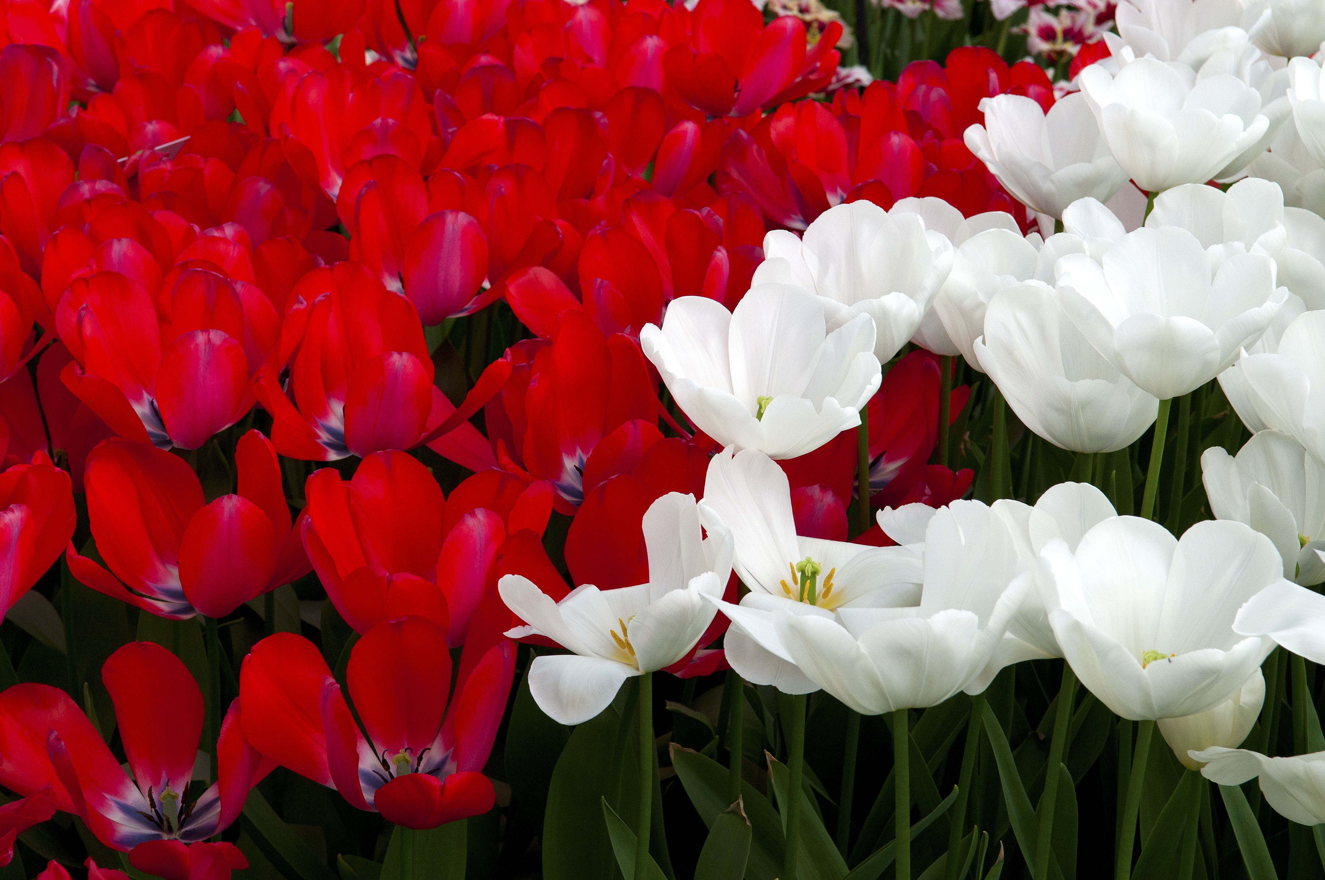 Keukenhof, The Netherlands (5586145432)