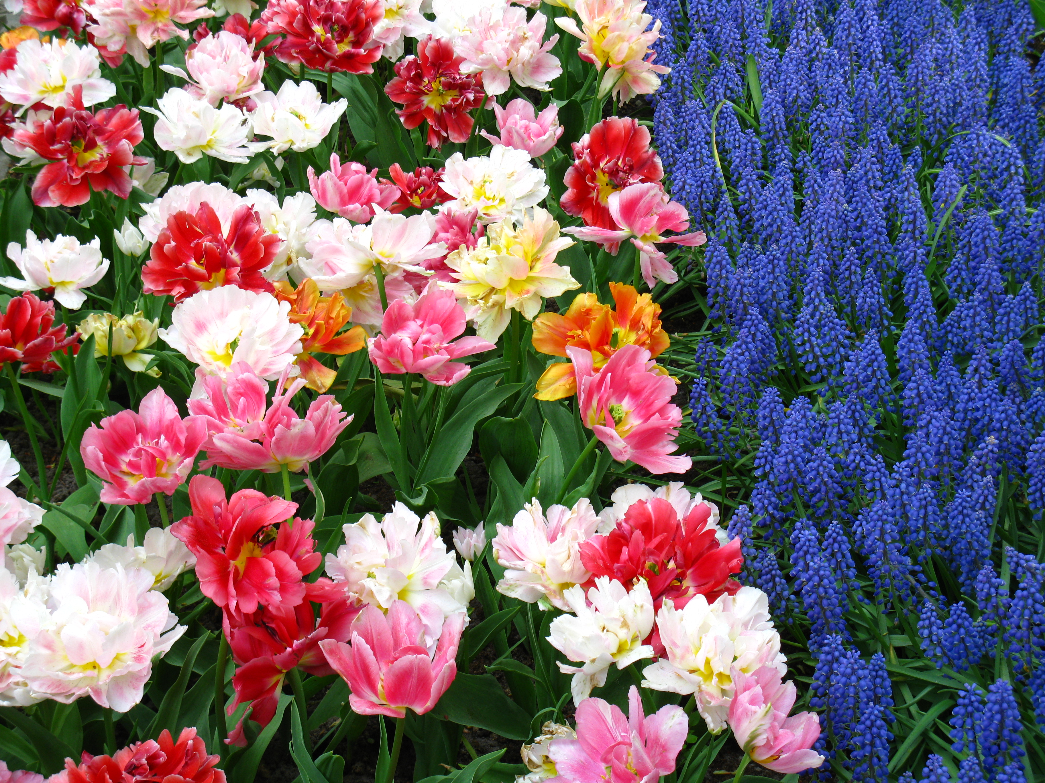 Keukenhof tulipes et muscari