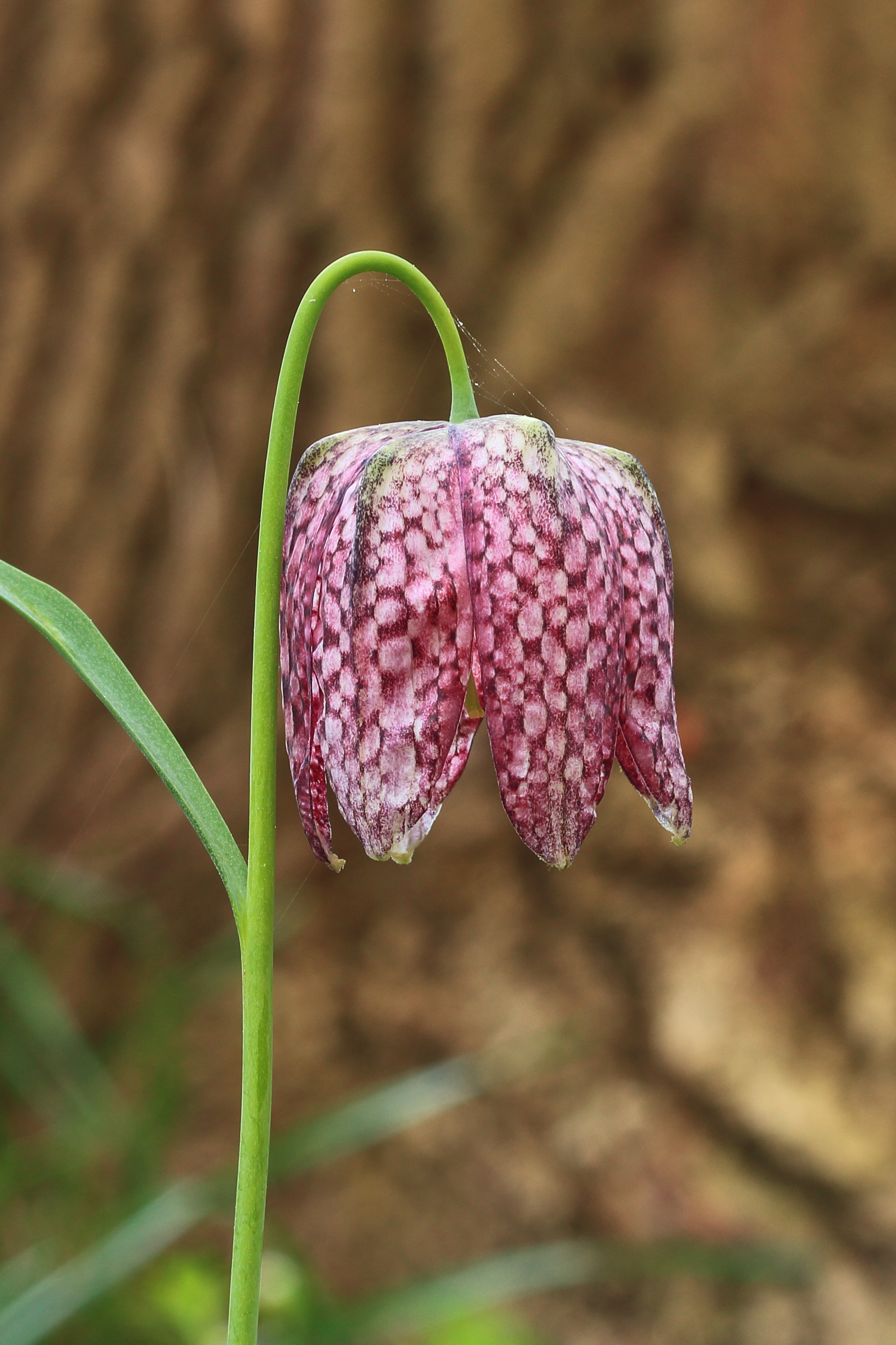 Kievitsbloem (Fritillaria meleagris) 01