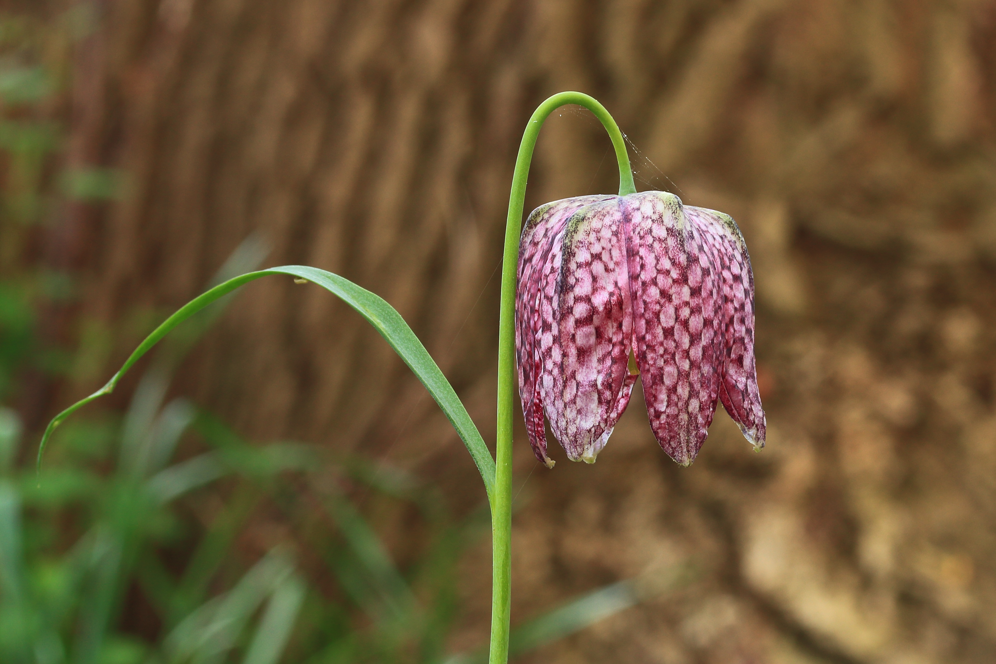 Kievitsbloem (Fritillaria meleagris) In Nederland zeldzaam bolgewasje