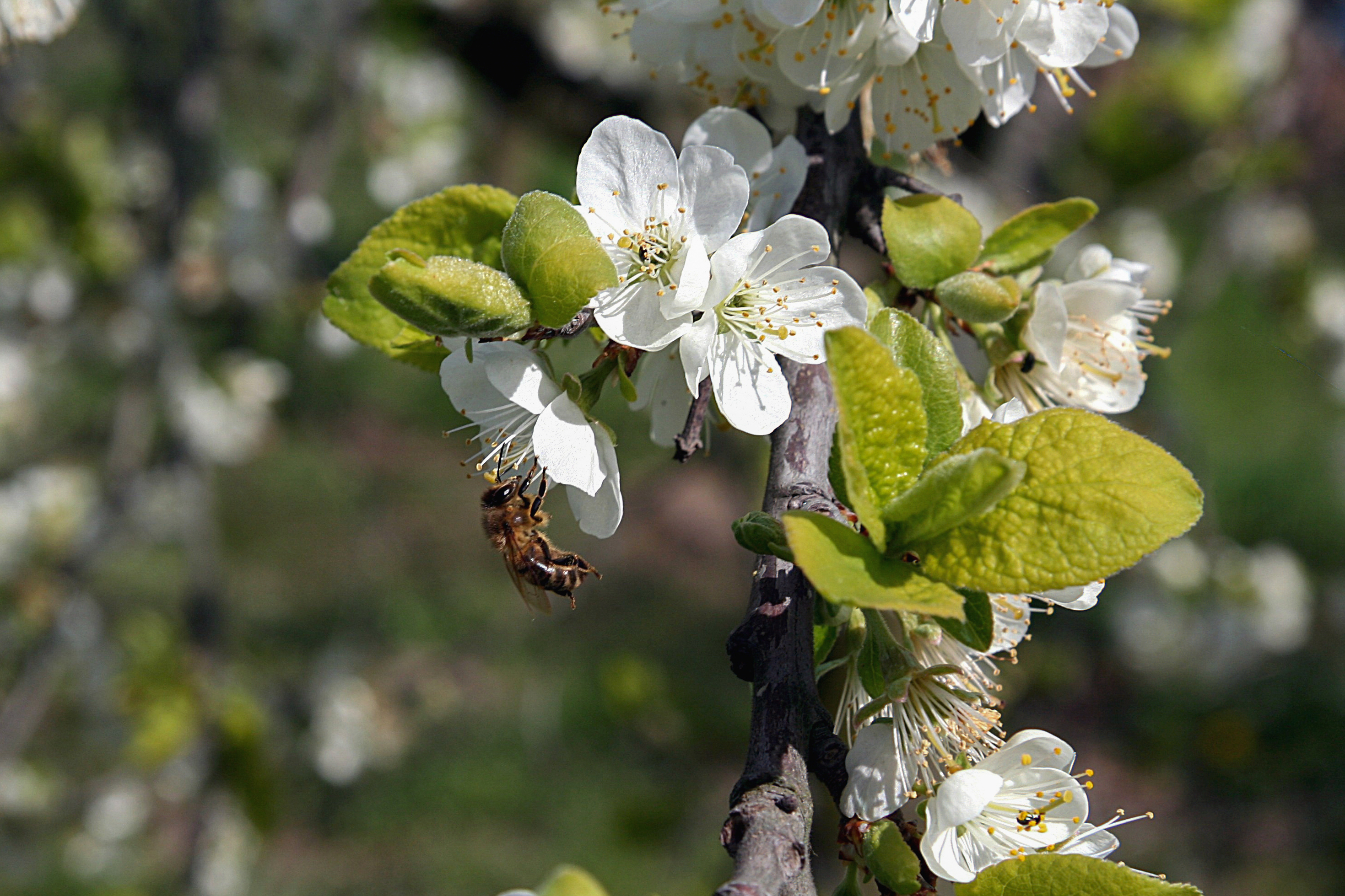 Kirschblüte mit Biene (2007-04-06)