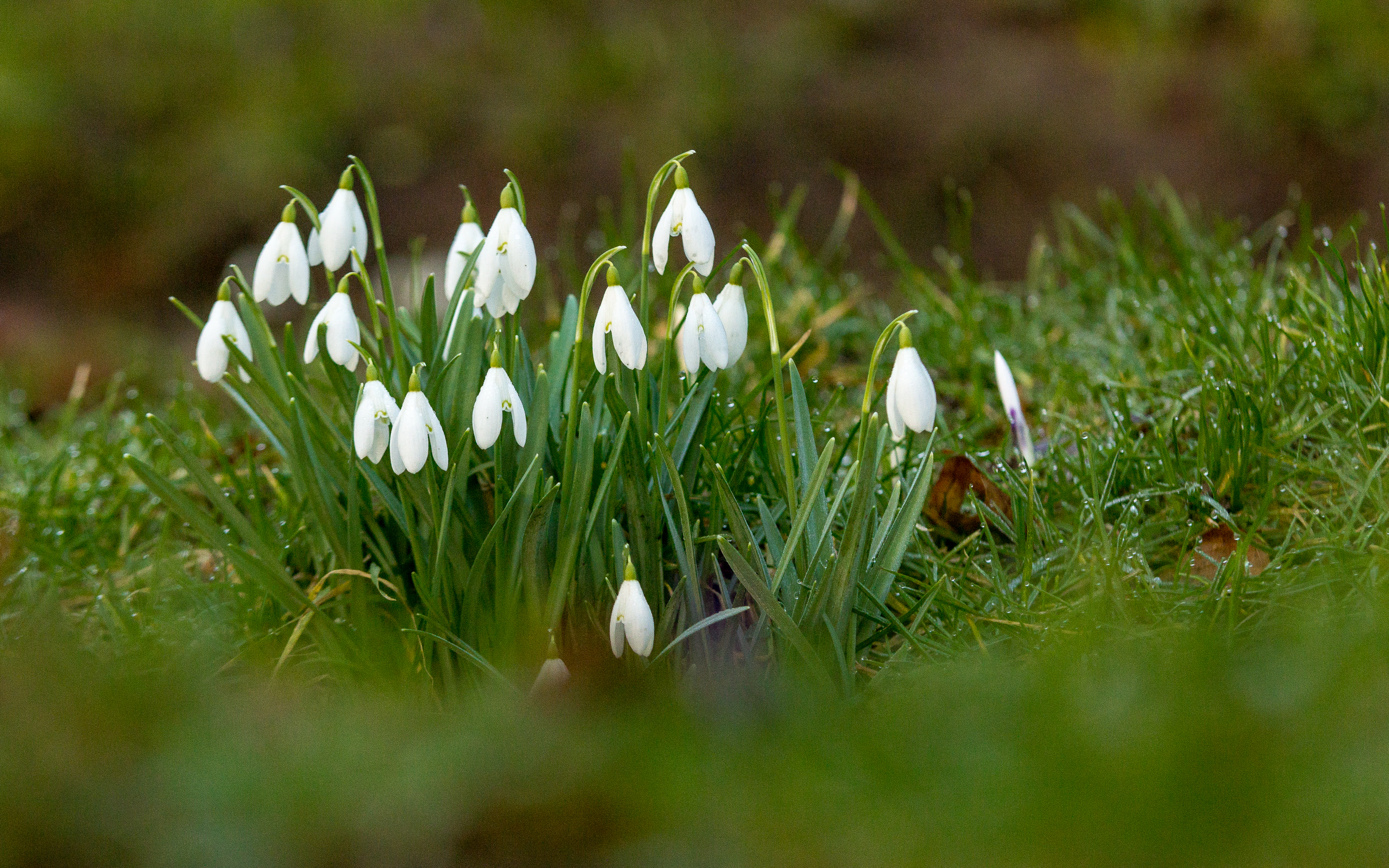 Kleines Schneeglöckchen Galanthus nivalis