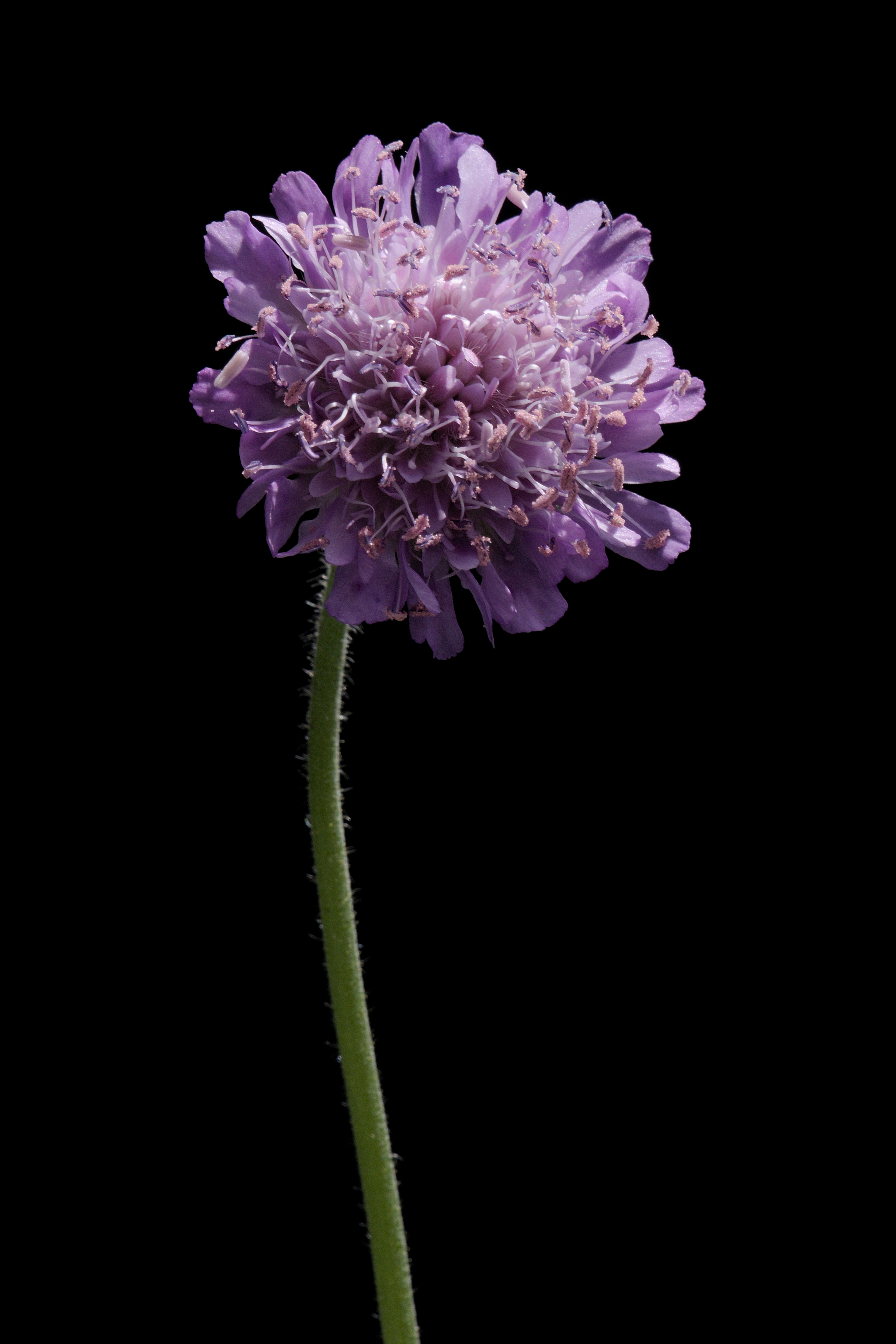 Knautia arvensis20170711 8383