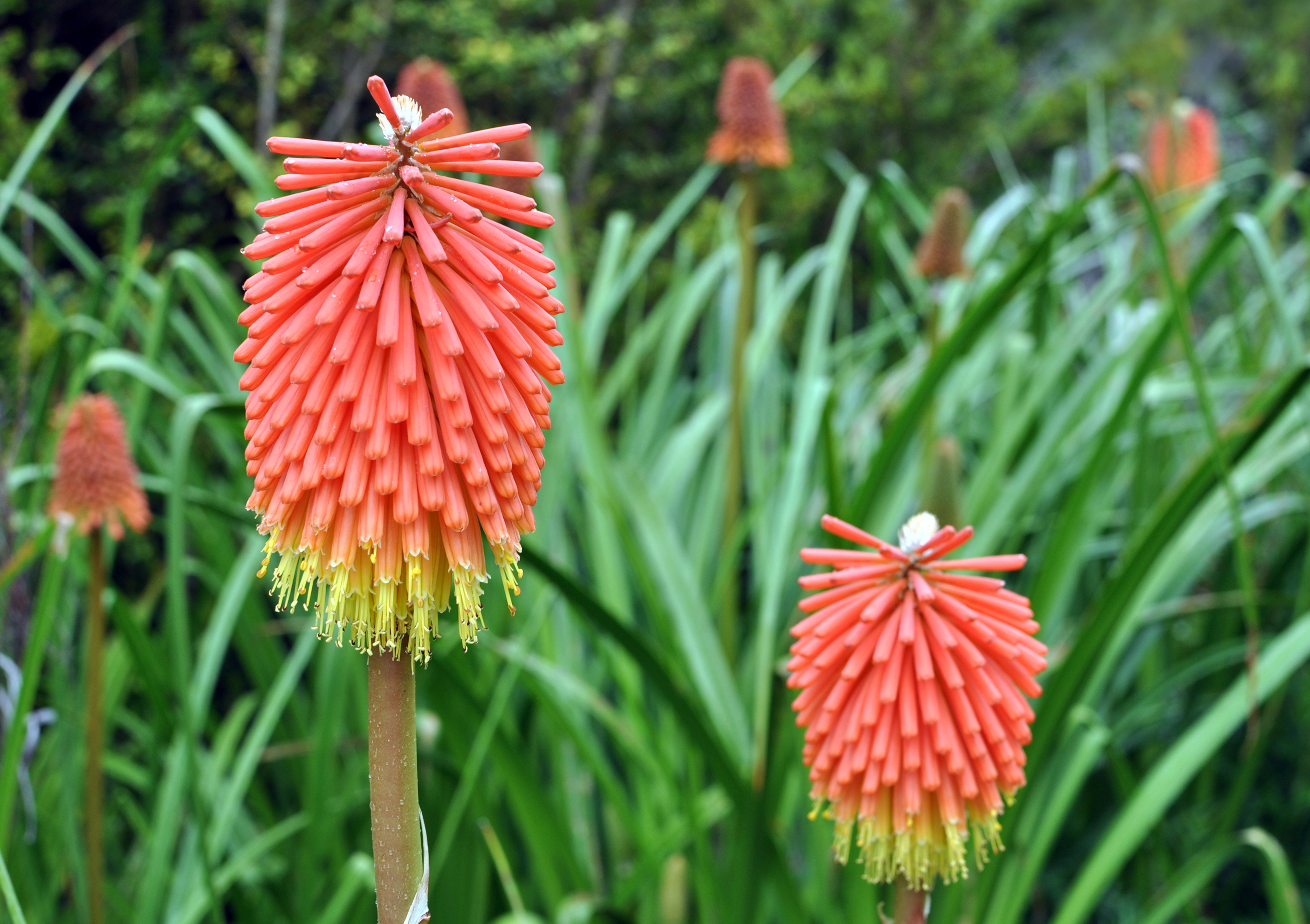 Kniphofia galpinii