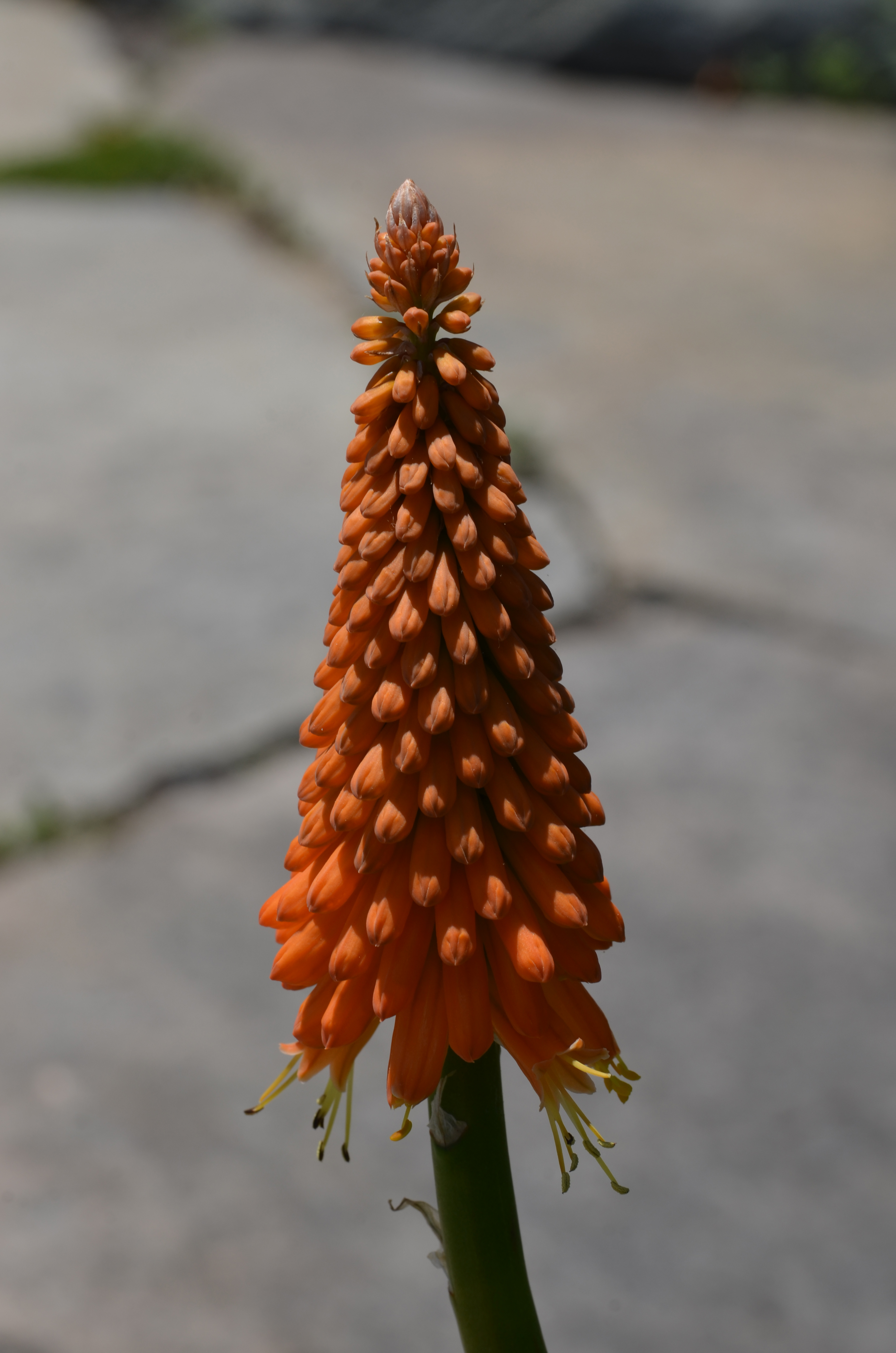 Kniphofia uvaria 'First Sunrise' Flower