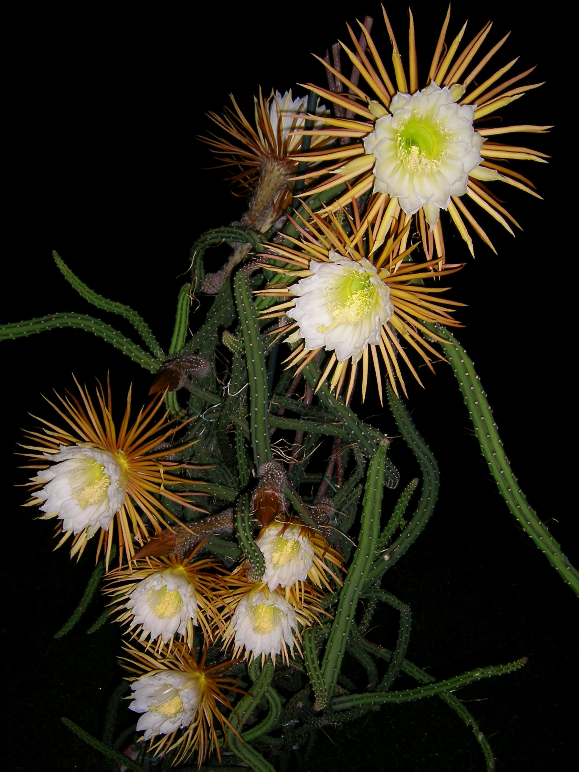 Koenigin der Nacht NS 03