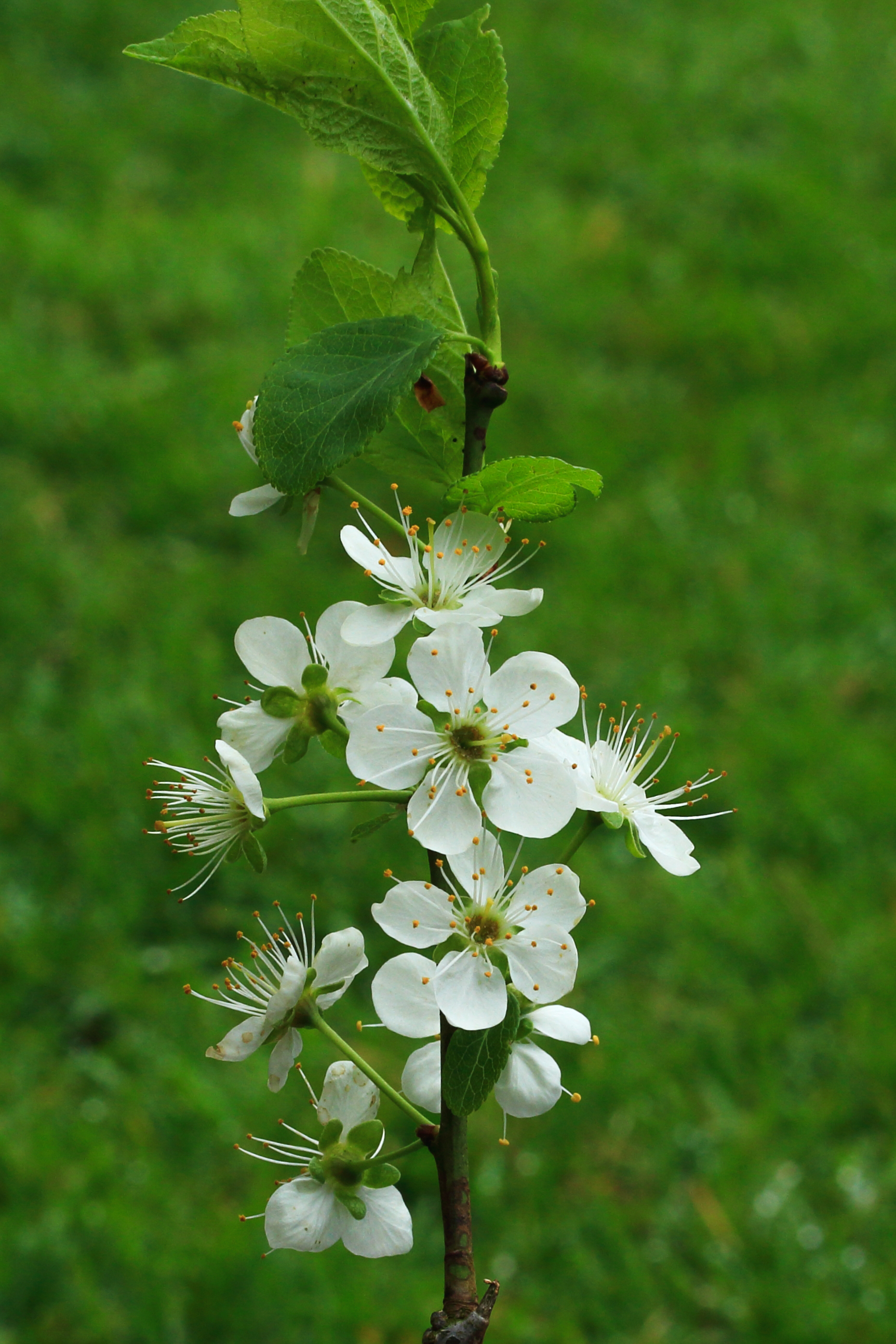 Krentenboompje (Amelanchier). Bloemen 02