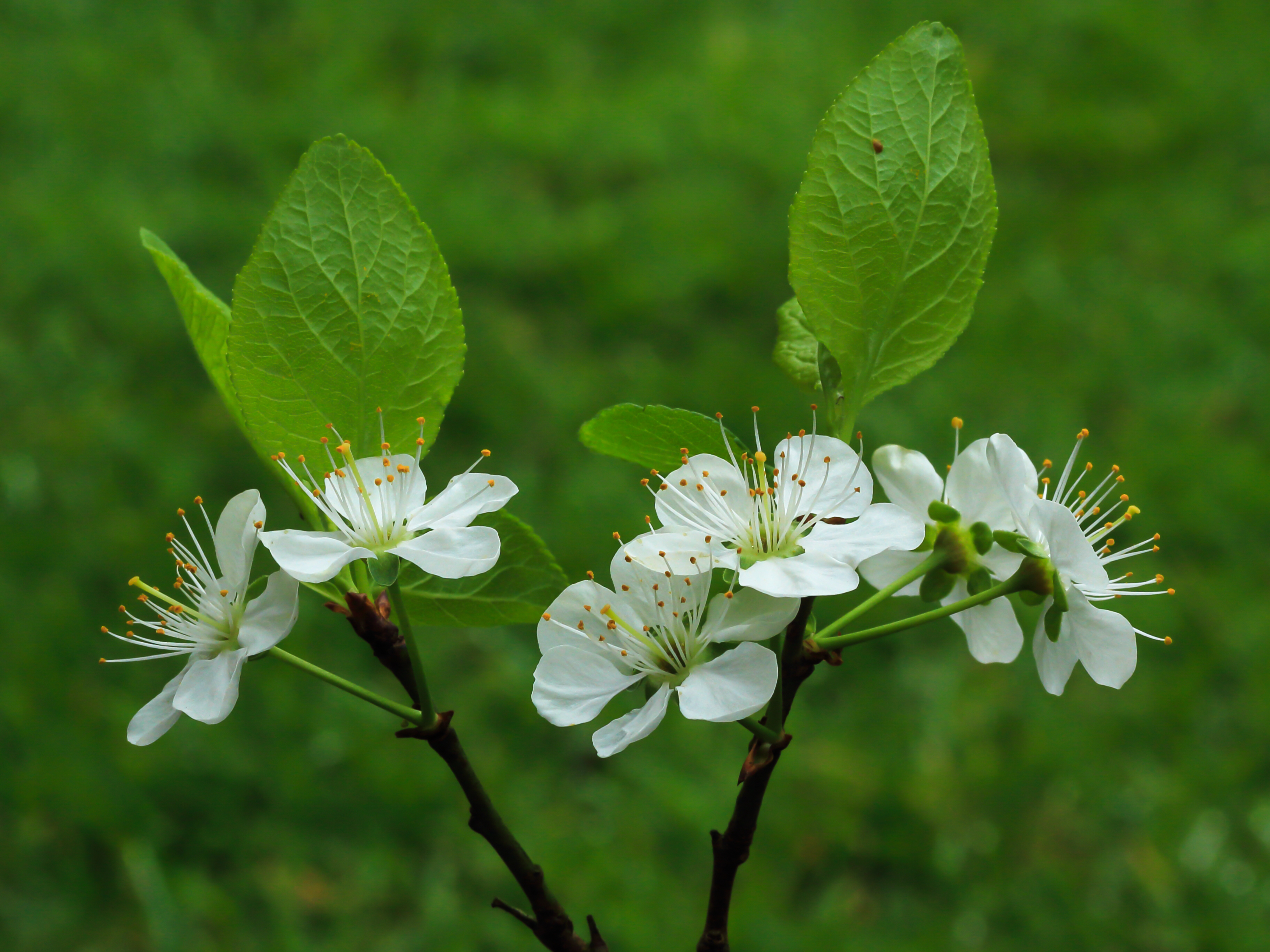 Krentenboompje (Amelanchier). Bloemen 03