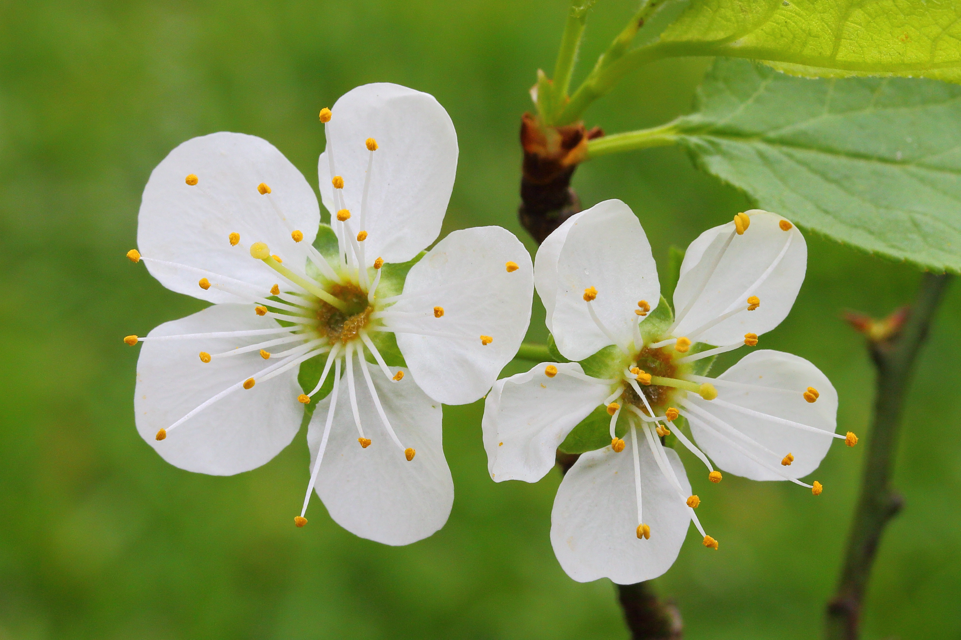 Krentenboompje (Amelanchier). Bloemen 06