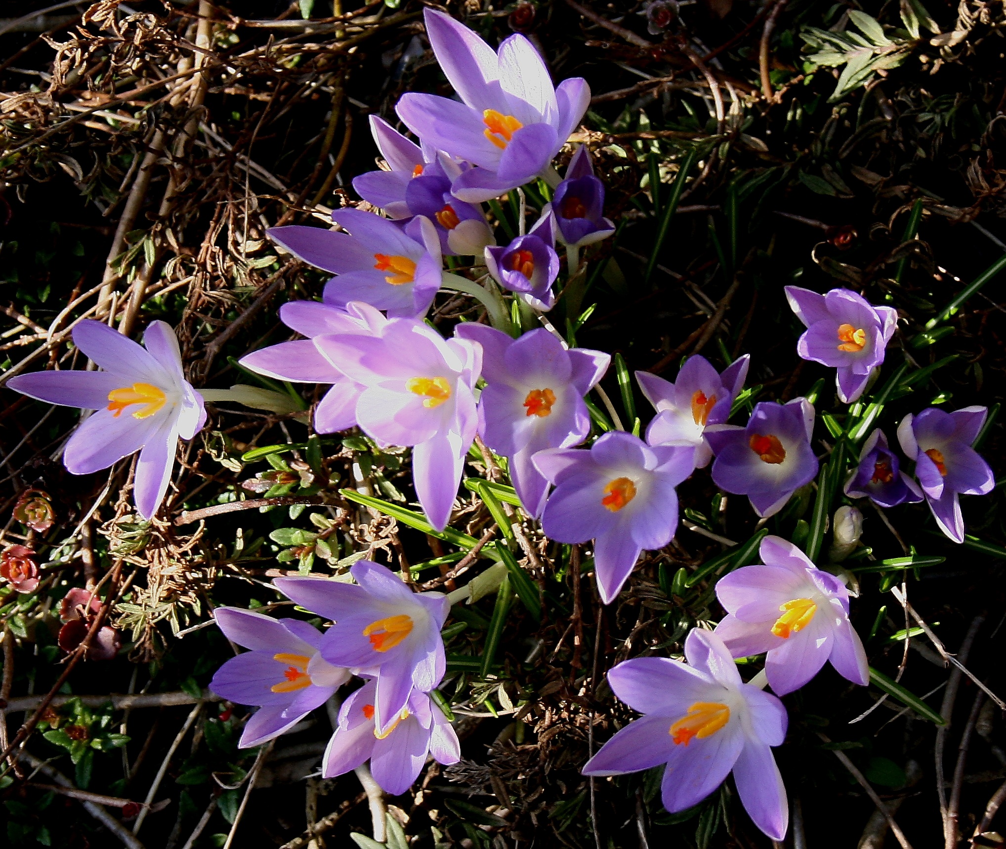 Krokus2008-2-10