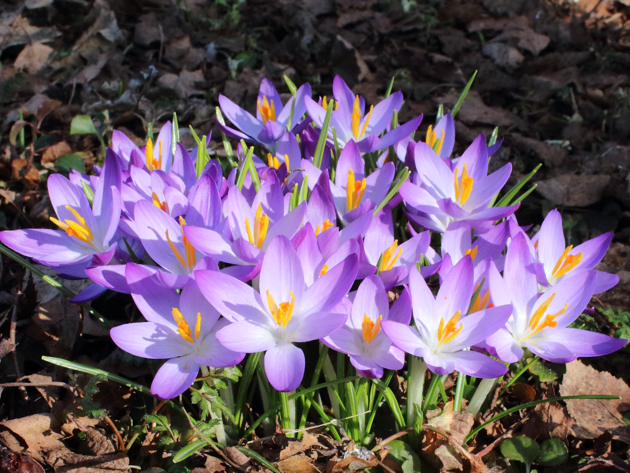 Krokus (Crocus)