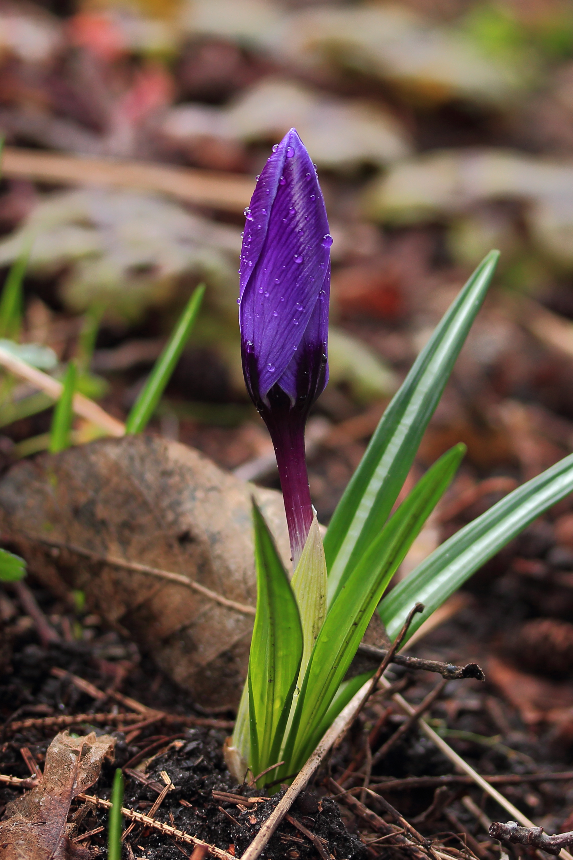 Krokus (Crocus) met dauwdruppels 01