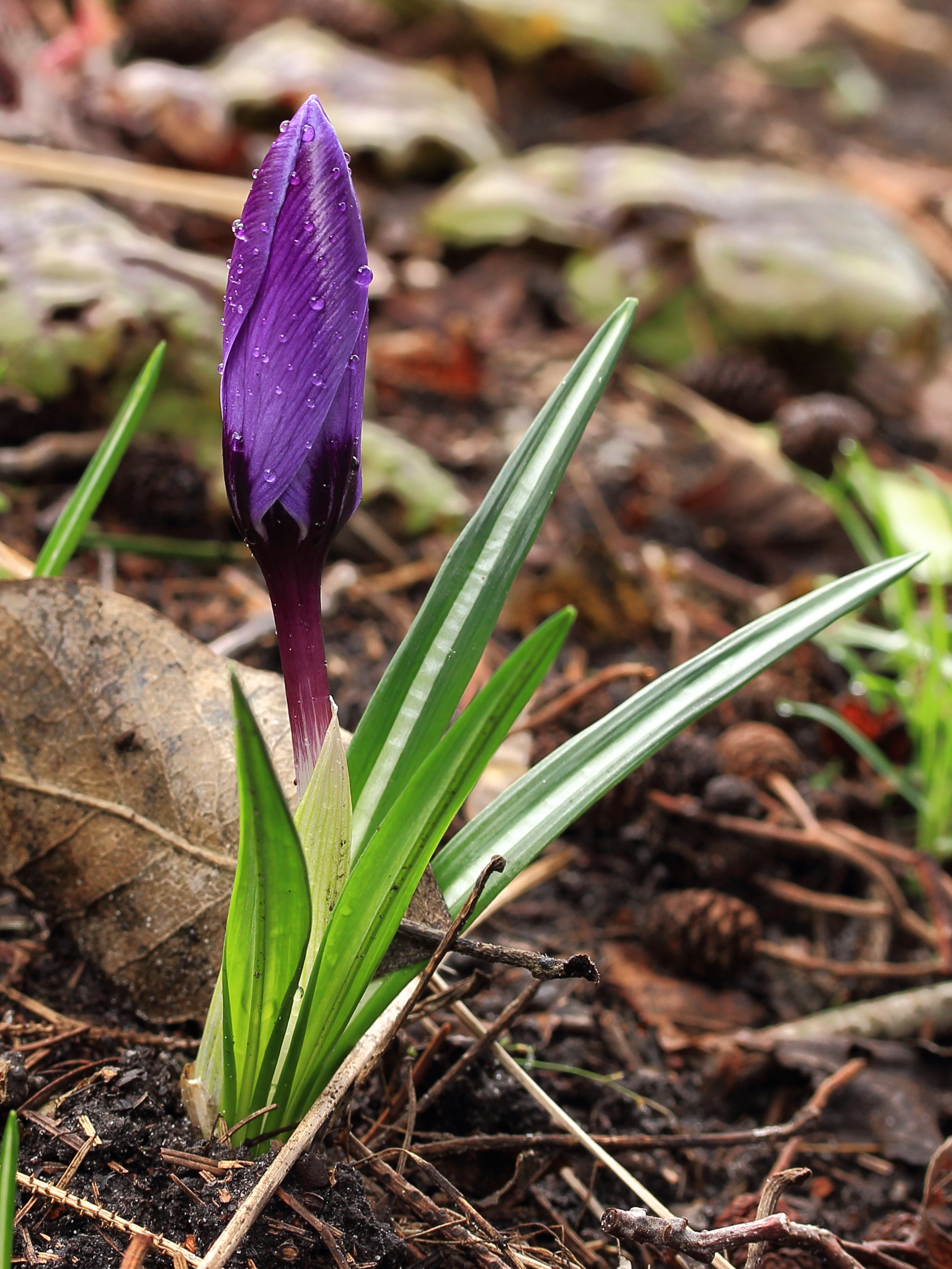 Krokus (Crocus) met dauwdruppels 02