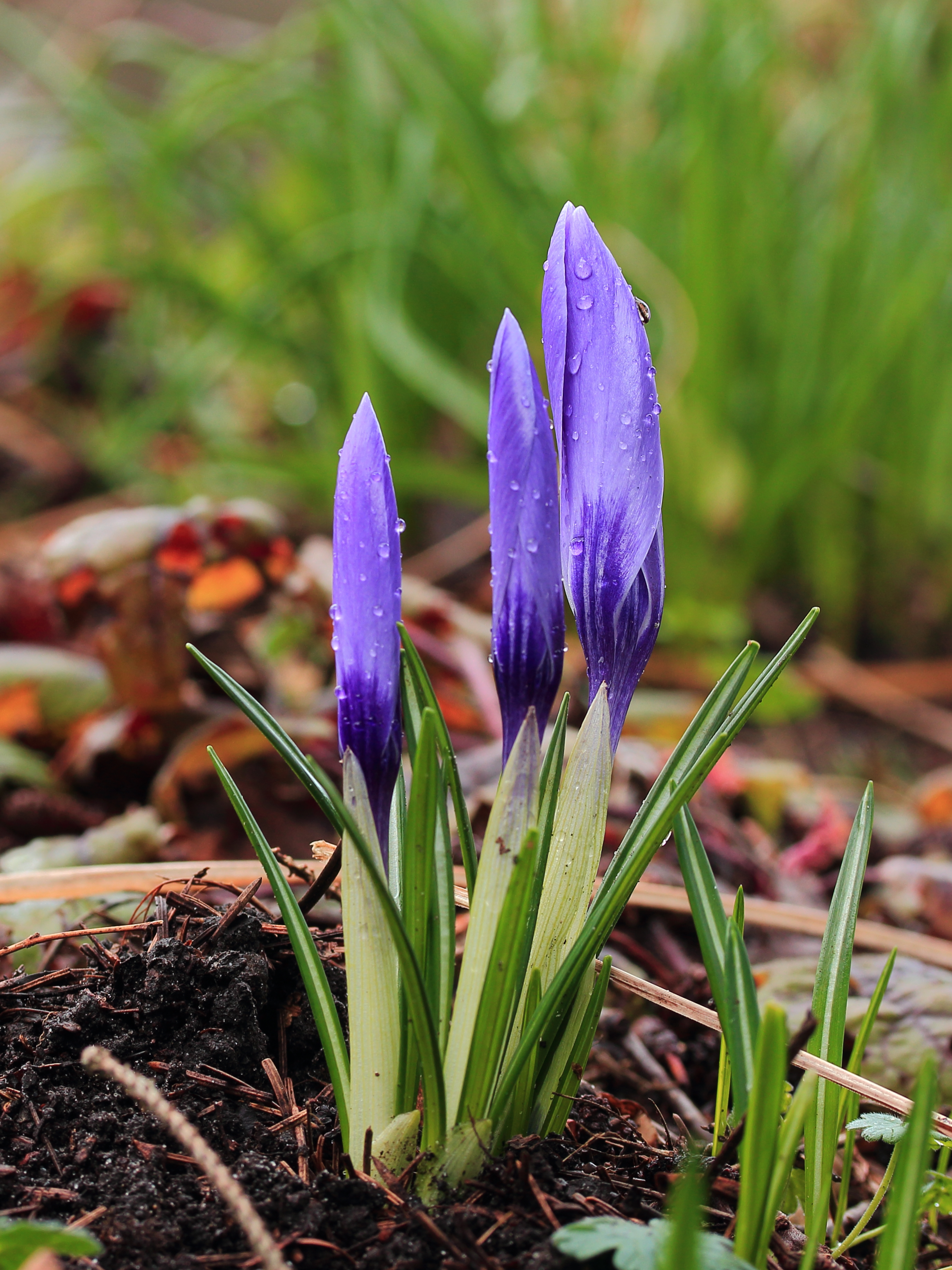 Krokus (Crocus) met dauwdruppels 03