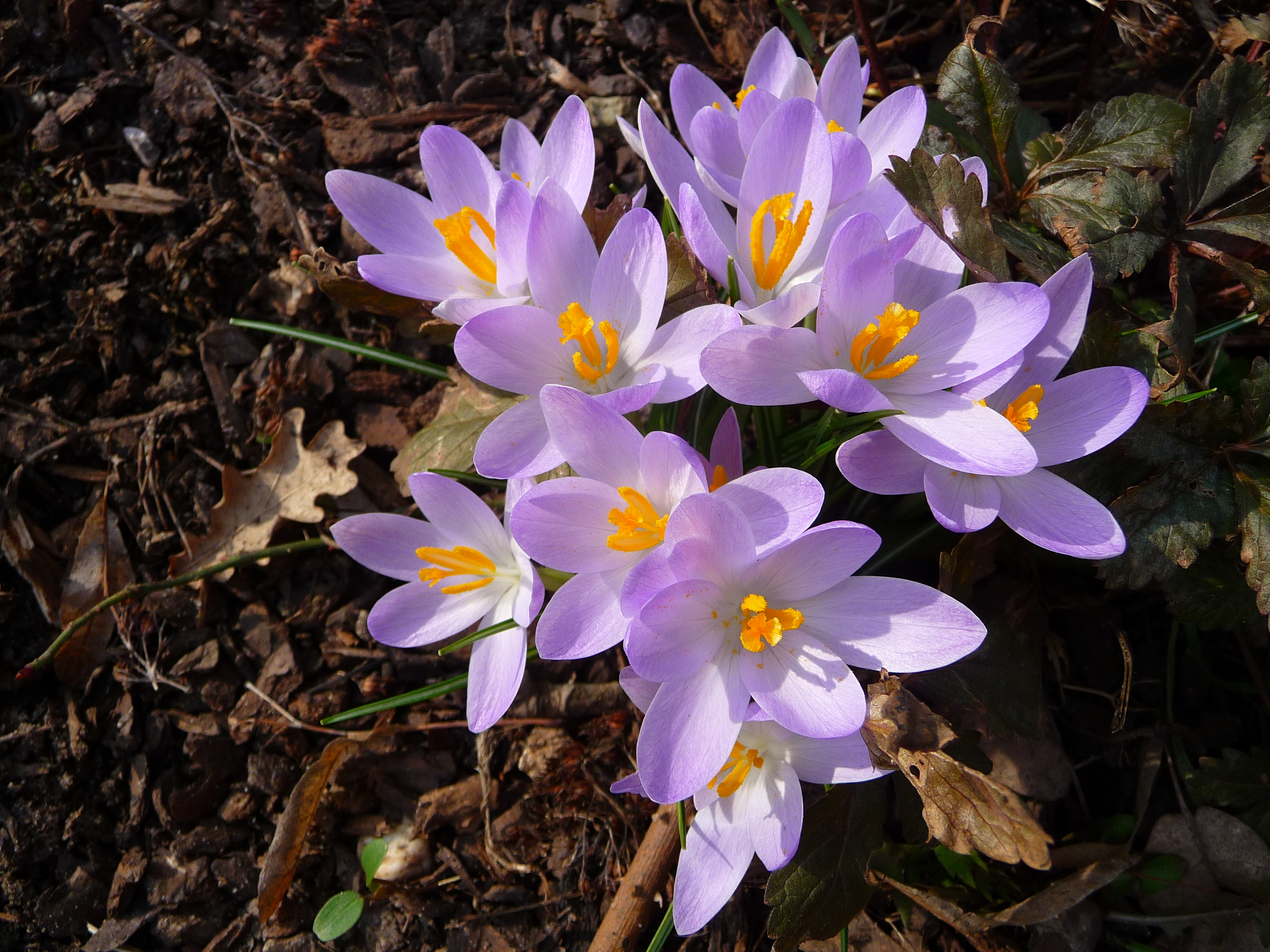 Krokusse März 2009