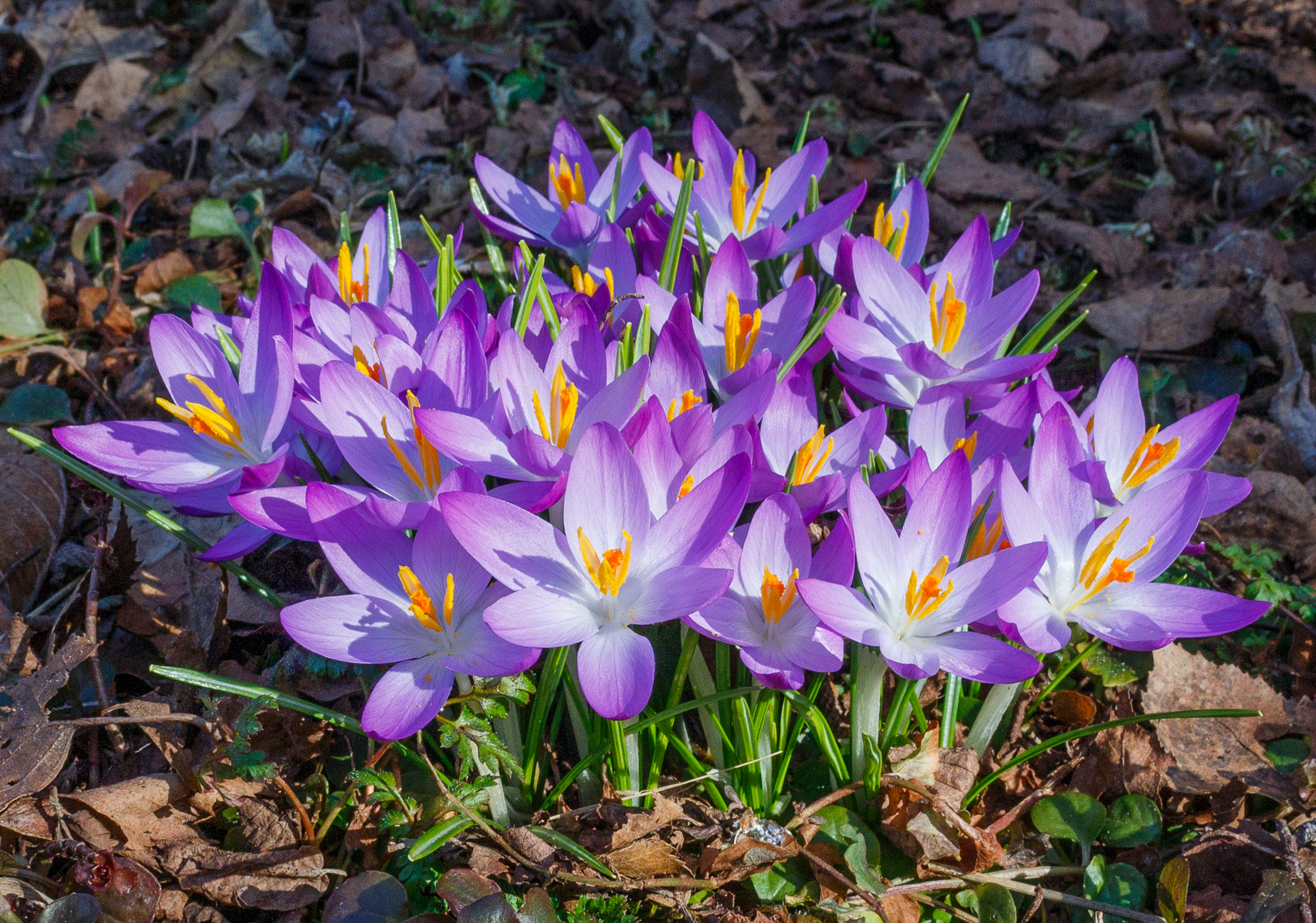 Krokussen (Crocus), Locatie, Tuinreservaat Jonkervallei