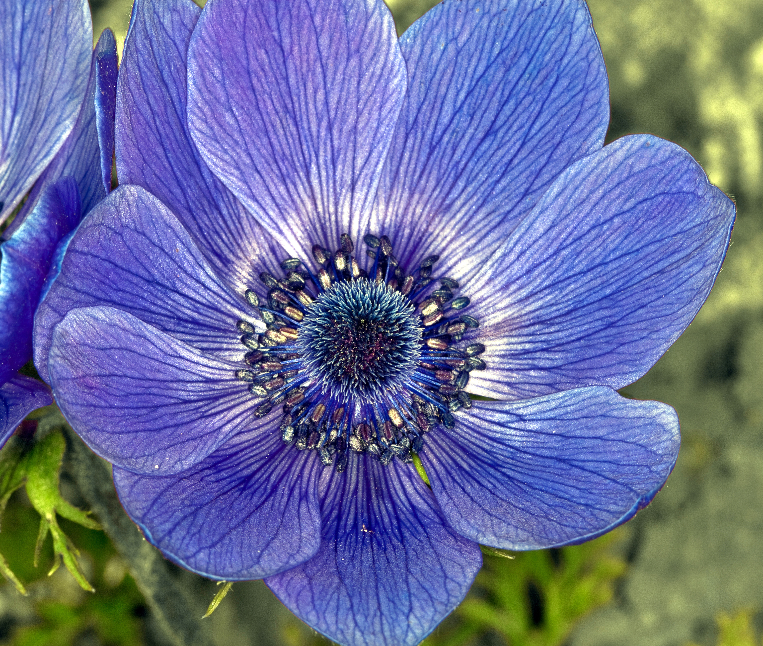 Kronen-Anemone-3165