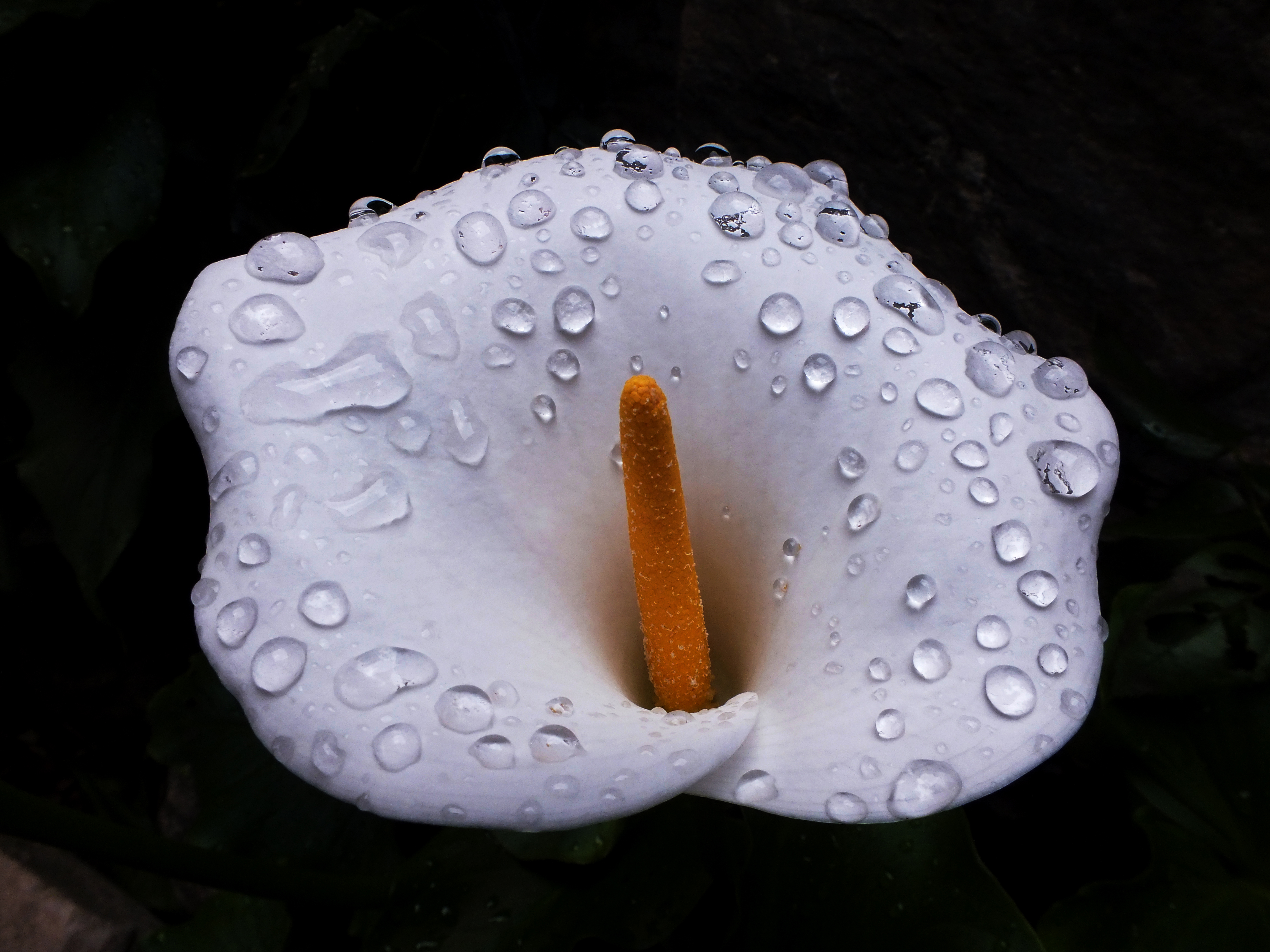 La Calla