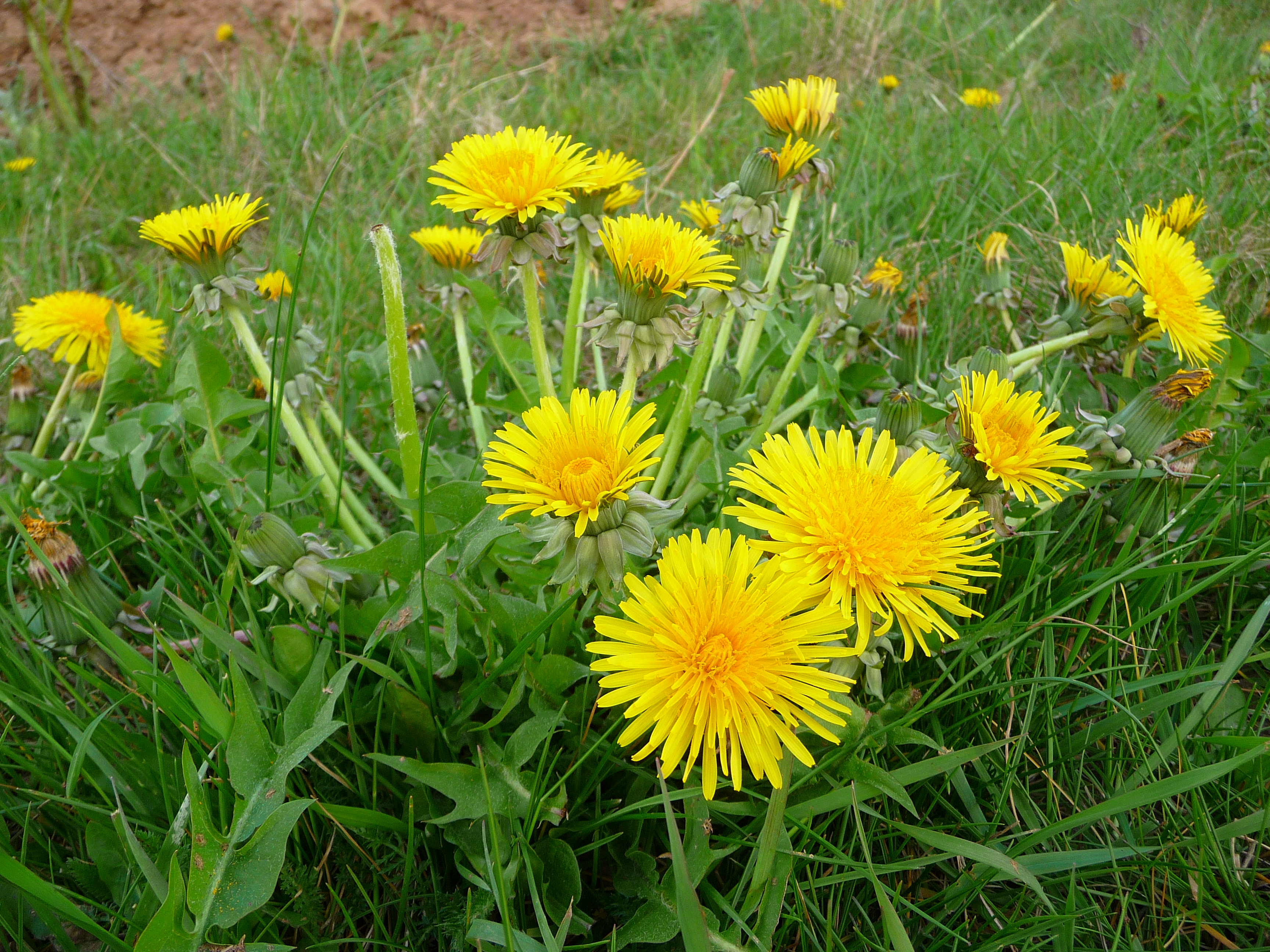 Löwenzahnblüten