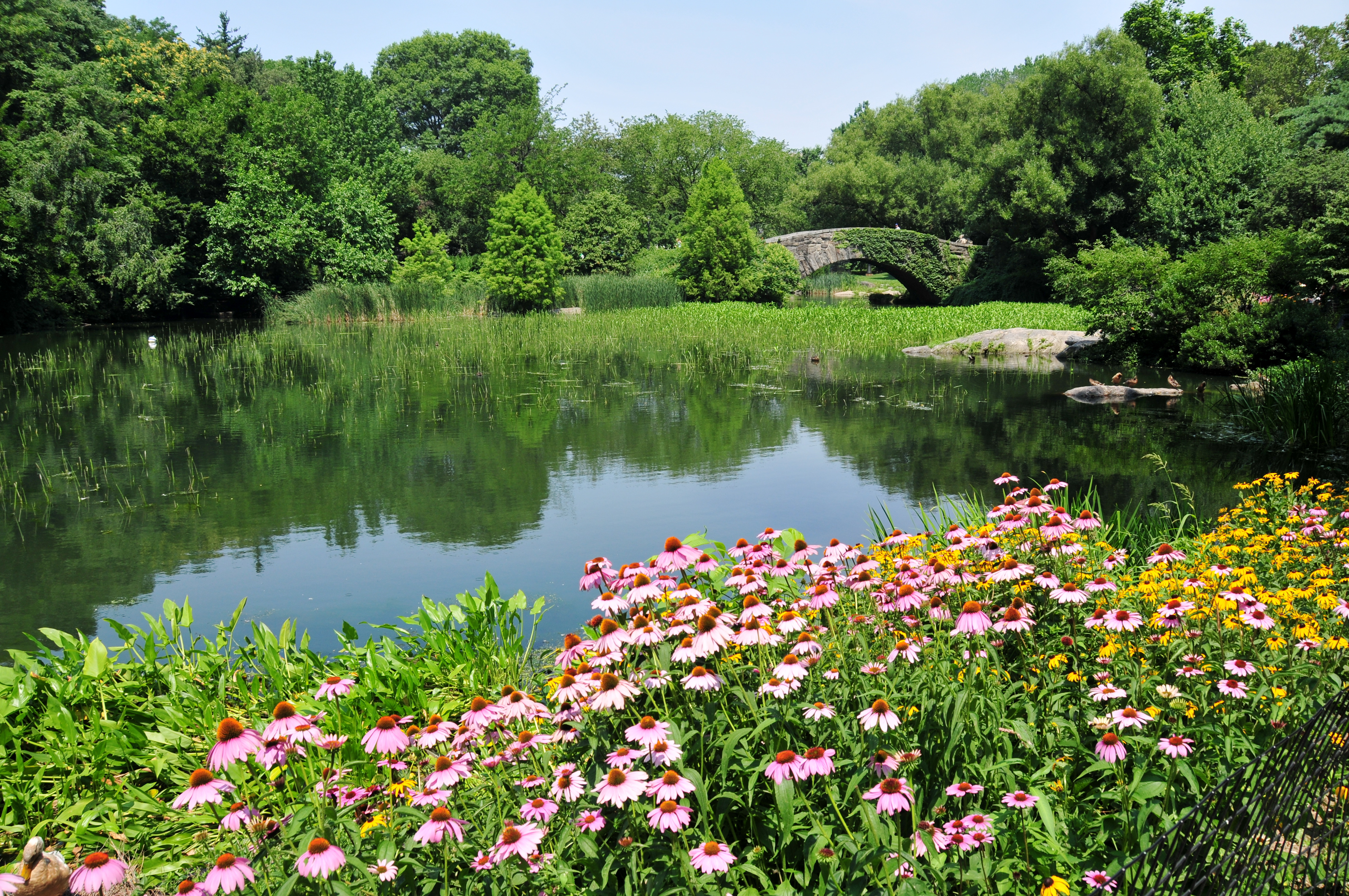 Цветочный пруд 22. Пейзажный Луговой парк Германия озеро. Коломенский парк пруд цветеник. Красивый пруд. Летний водоем.