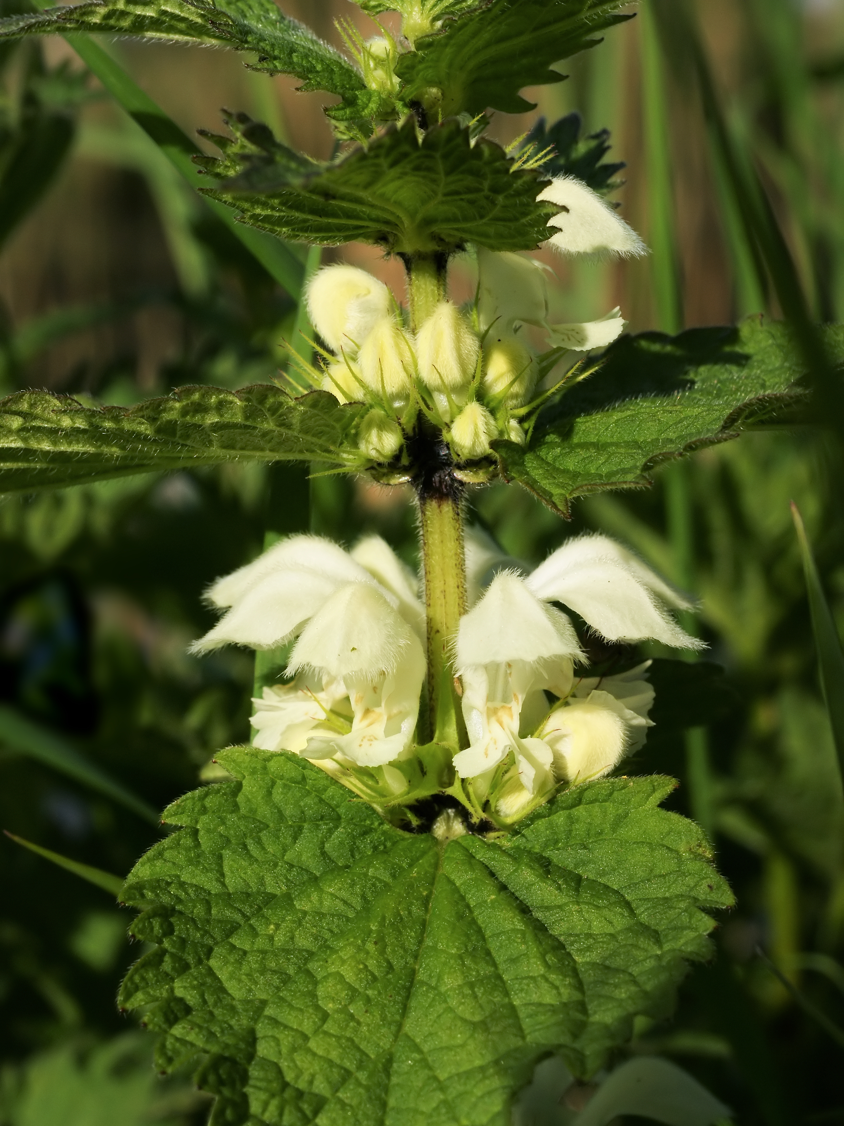 Lamium album (flowers)