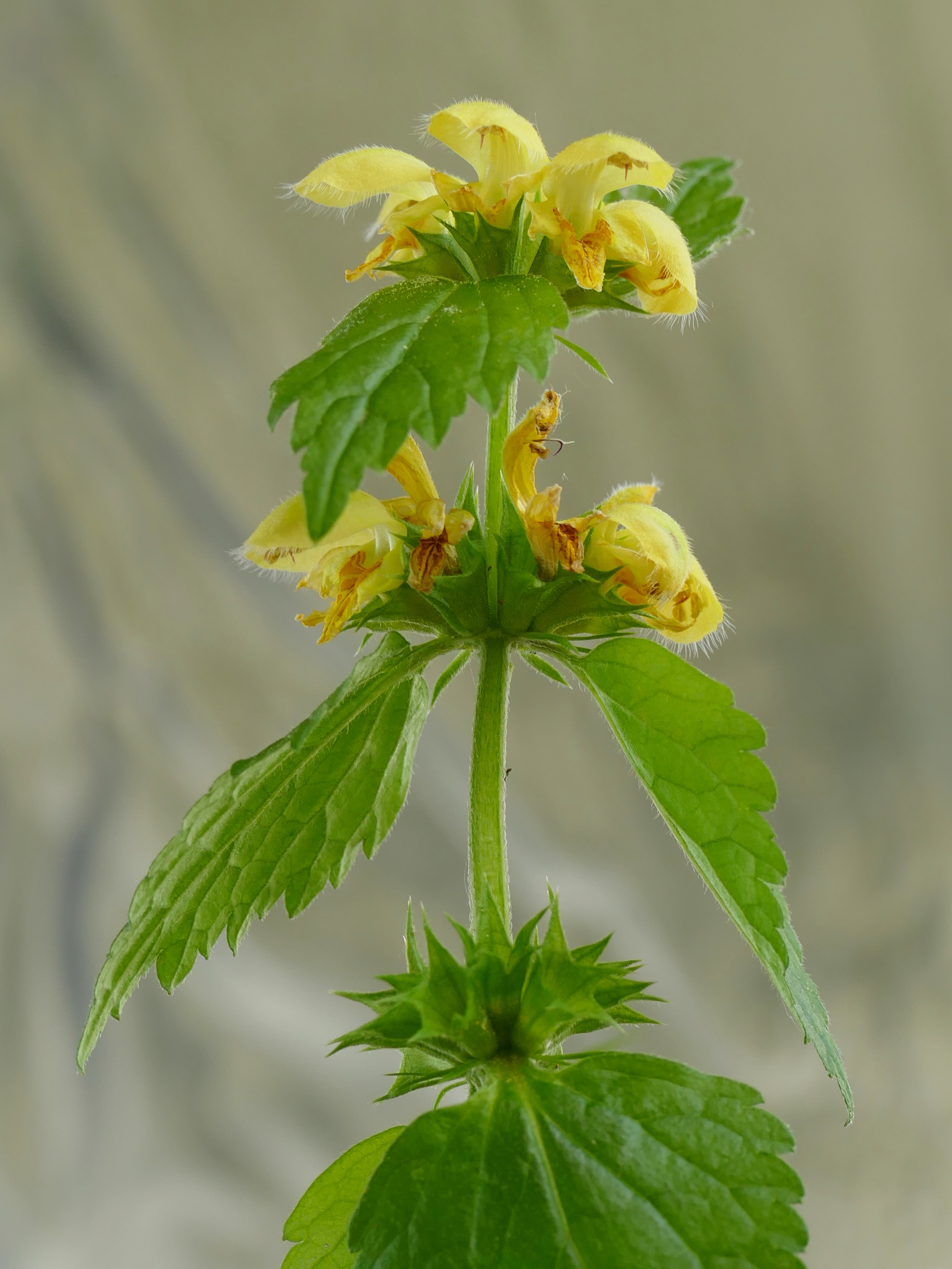 Lamium galeobdolon20160530 4923