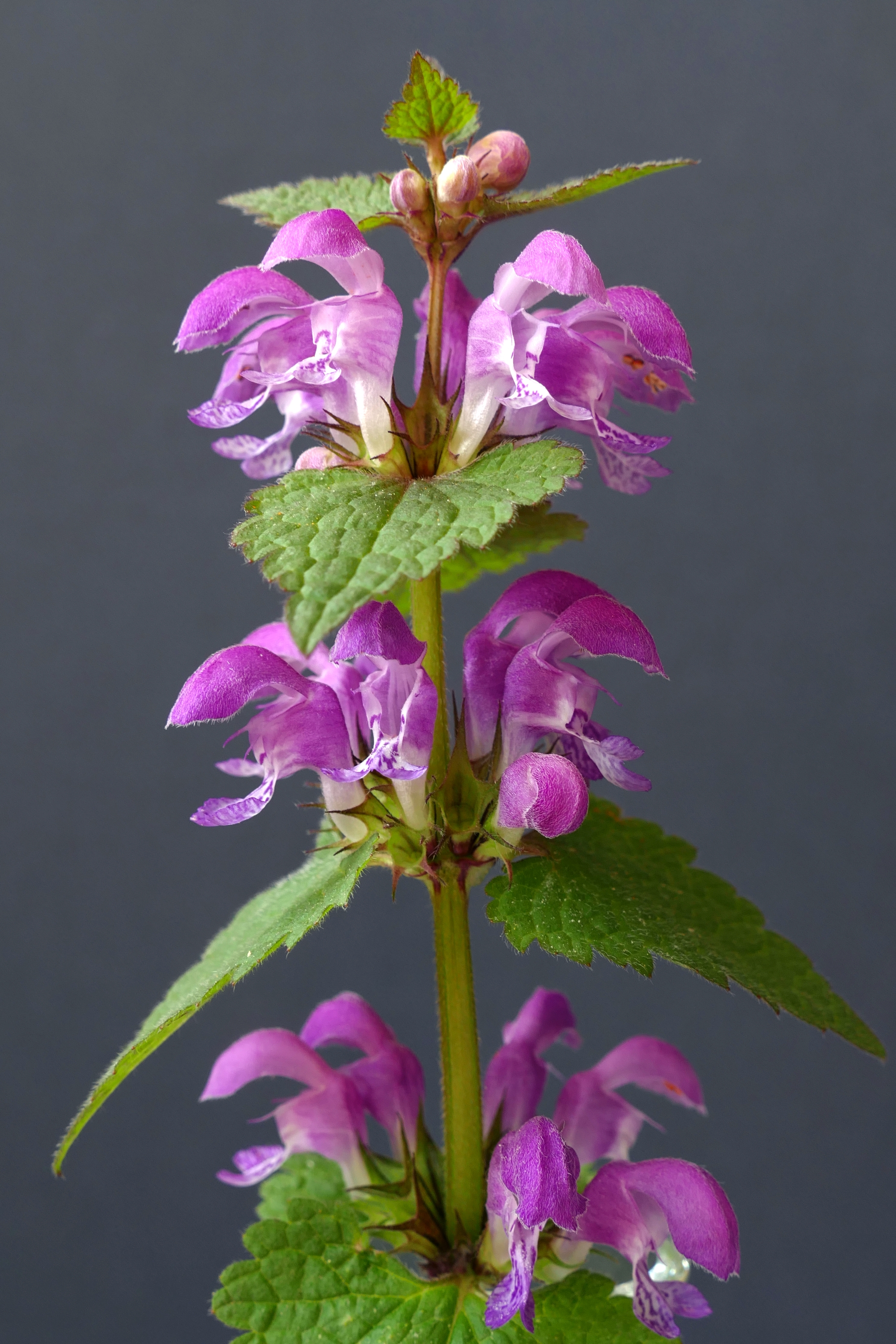 Lamium maculatum20160510 4701