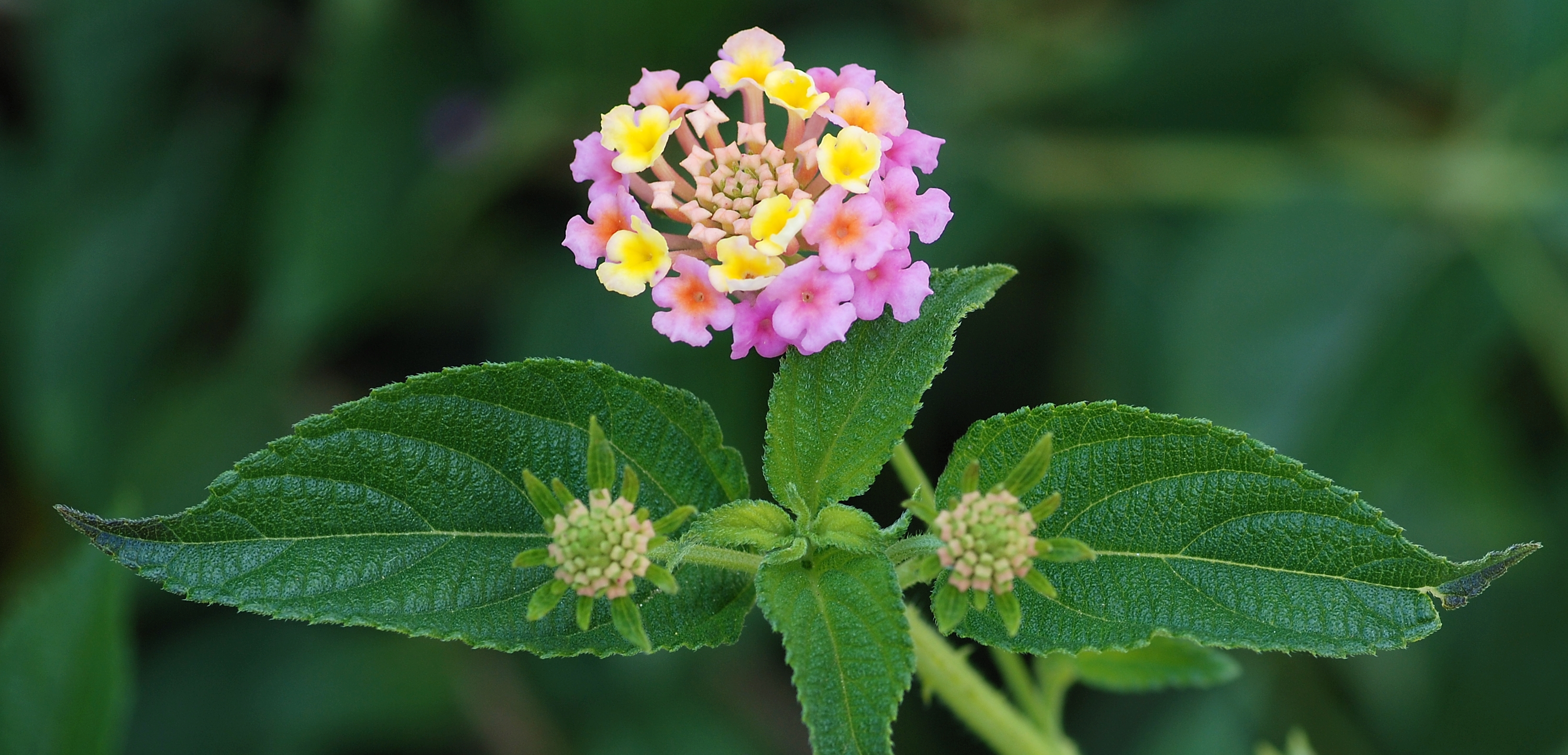 Lantana November 2008-2