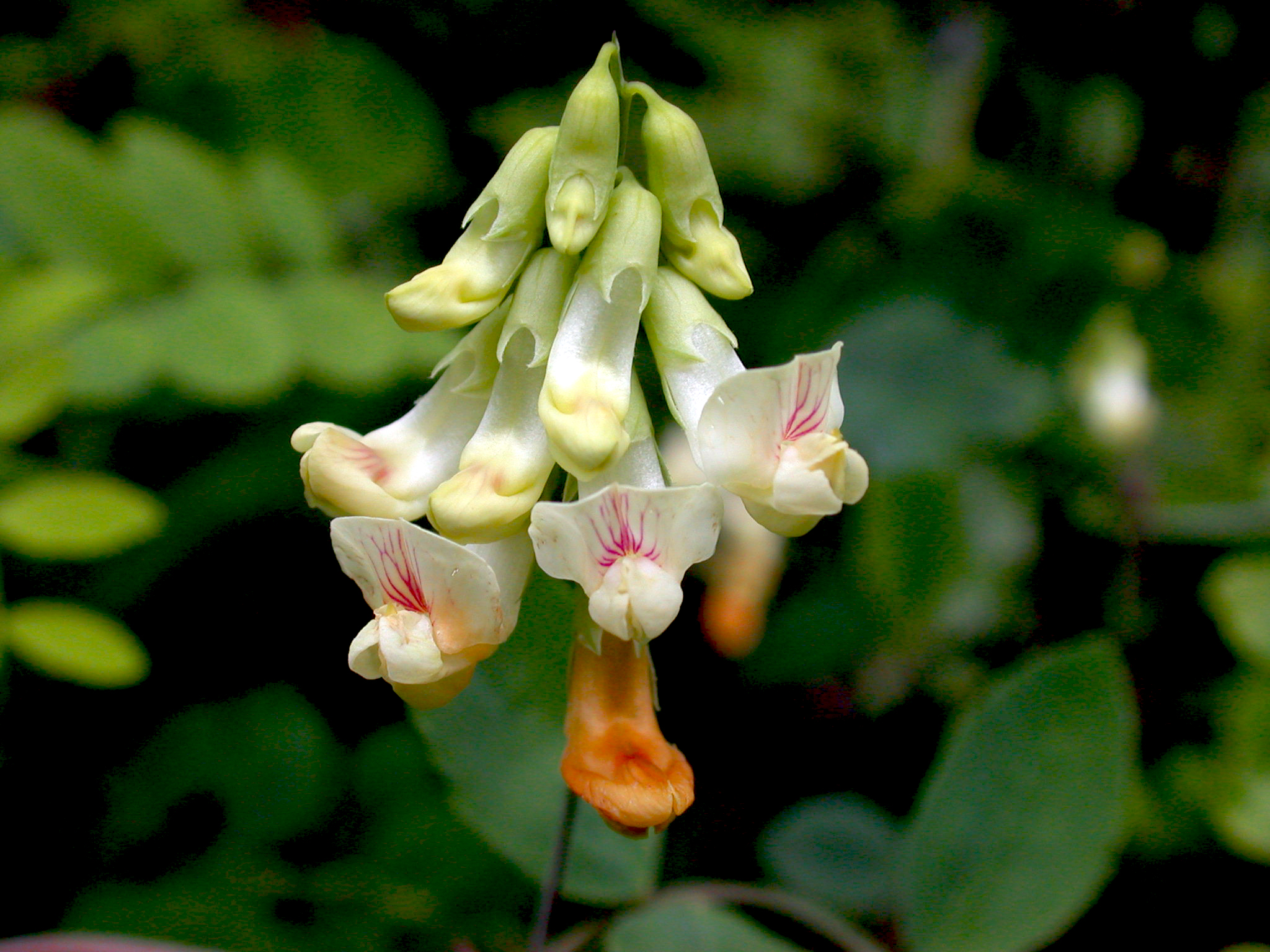 Lathyrus holochlorus (8744542459)