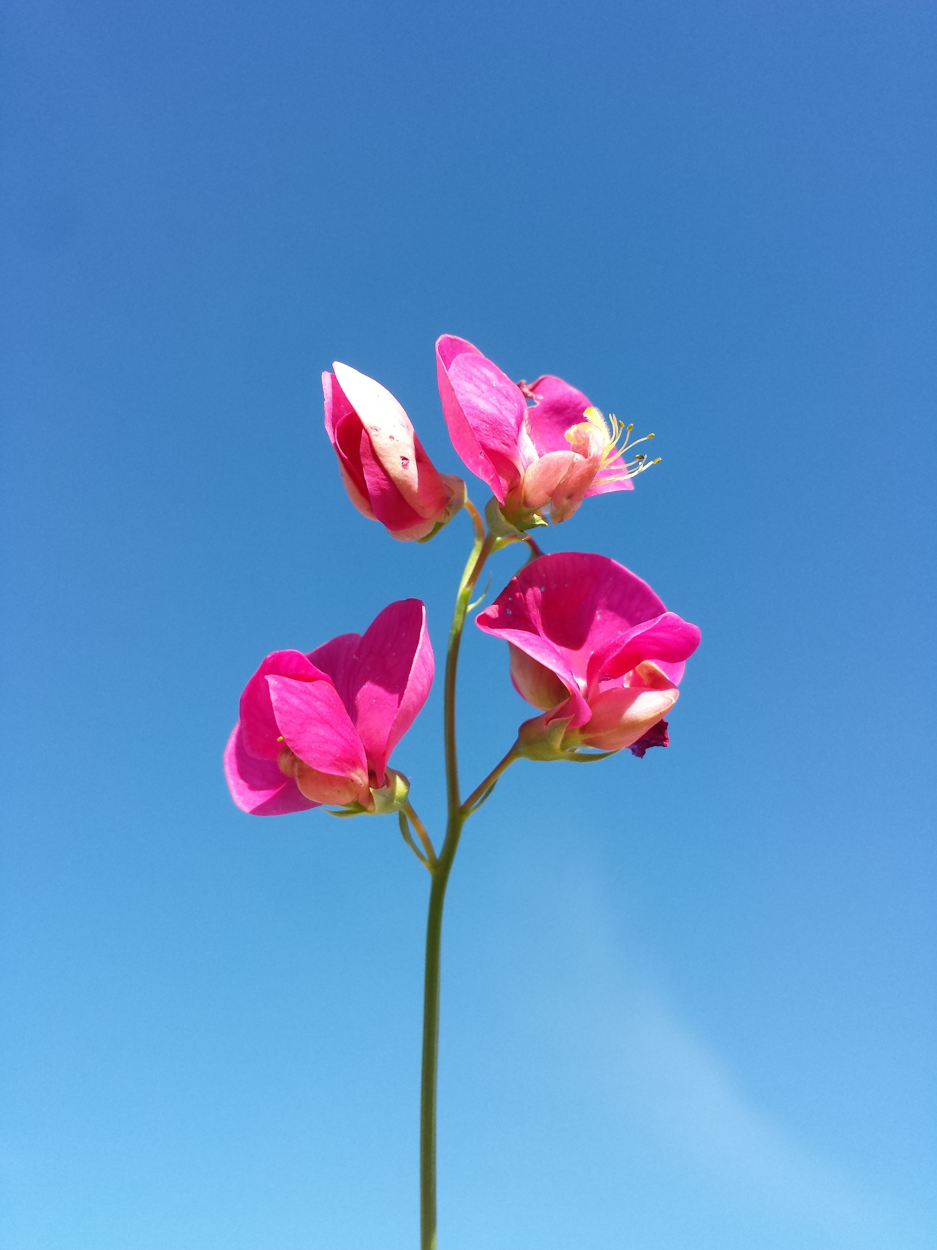 Lathyrus tuberosus sl19