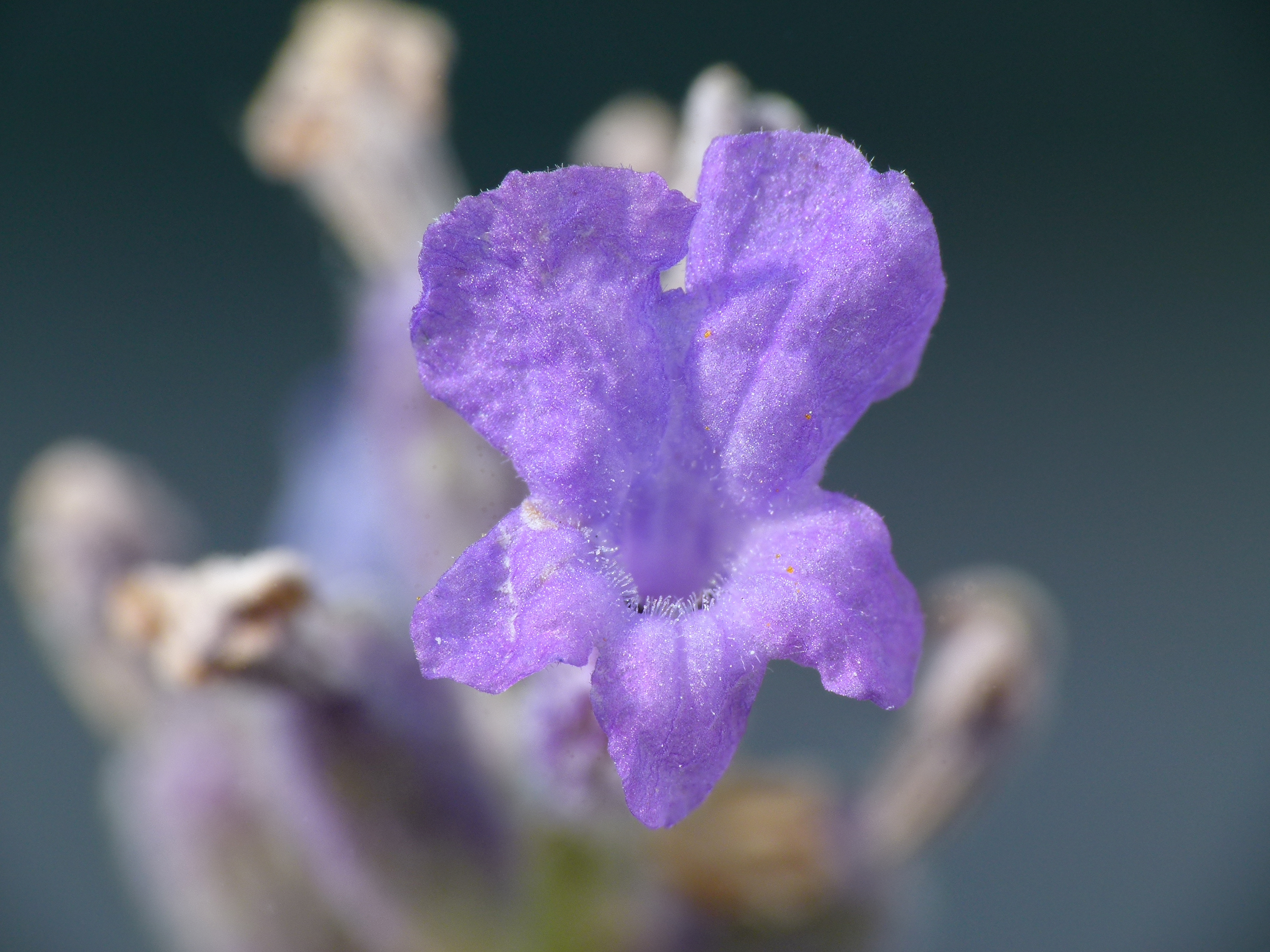 Lavandula angustifolia lavender Lavendel 04