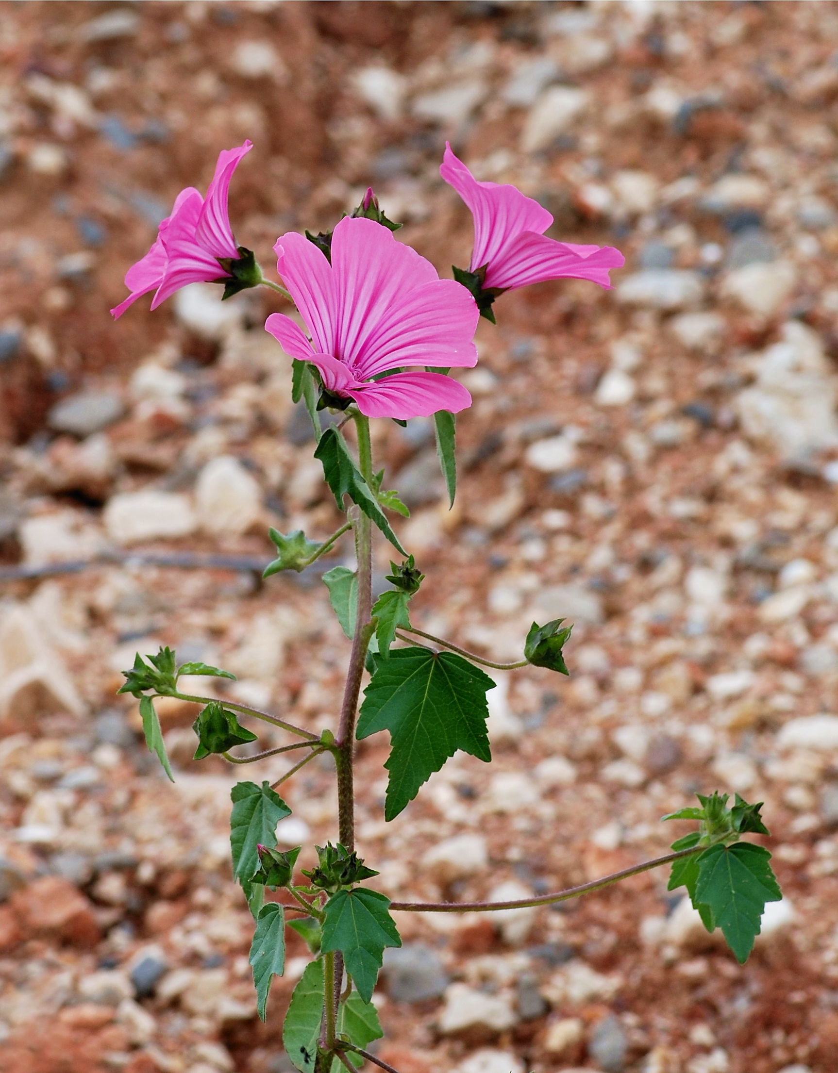 Lavatera April 2010-4