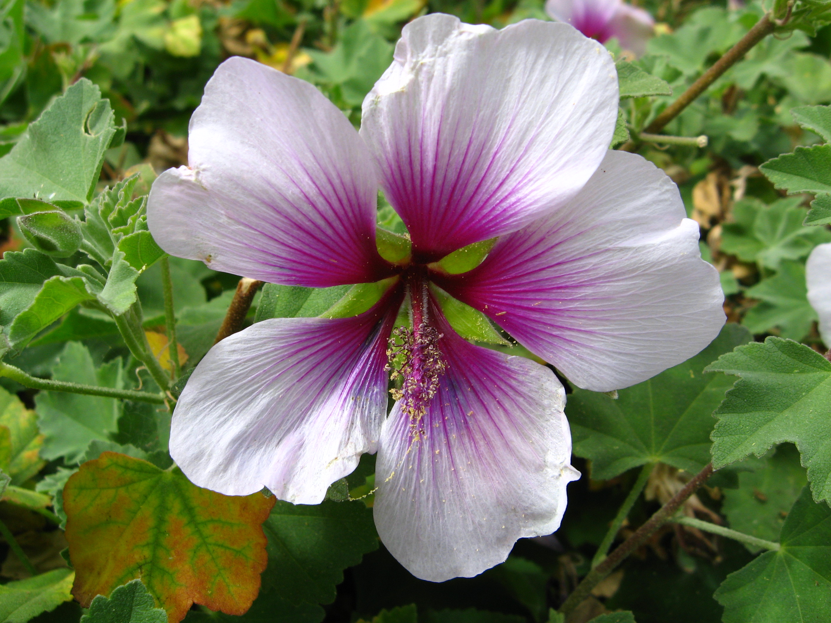 Lavatera maritima