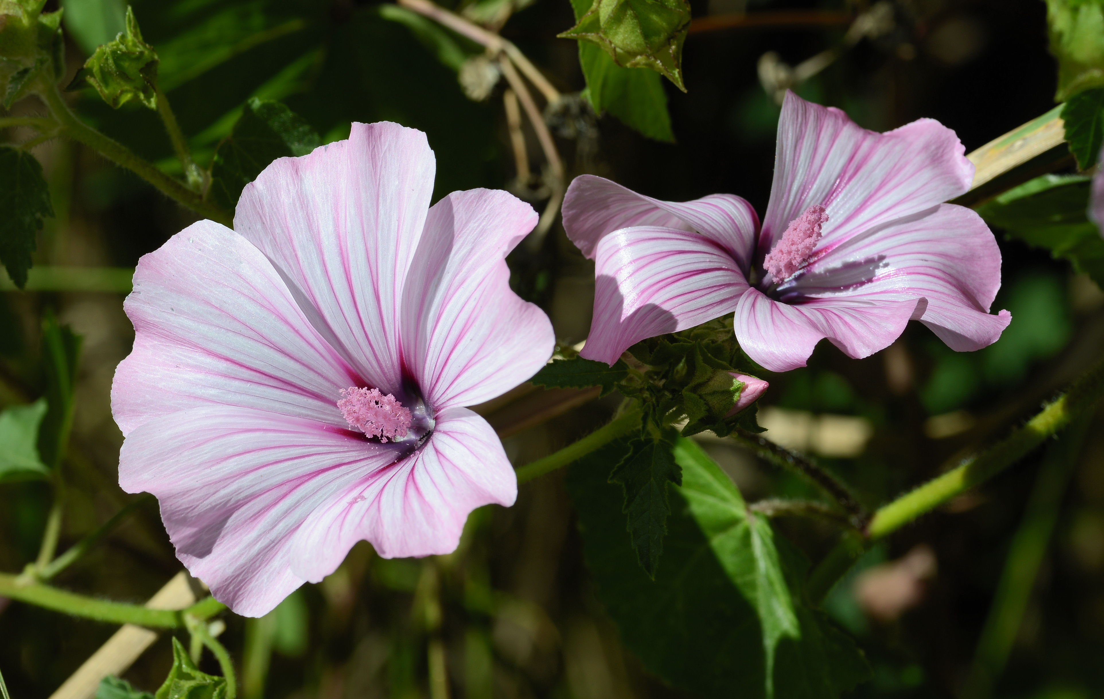Lavatera May 2013-2