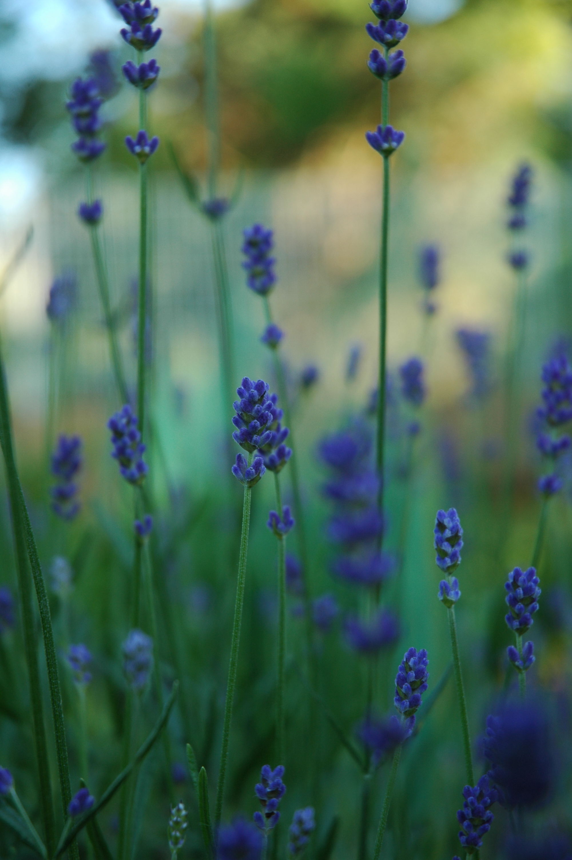 Lavendel