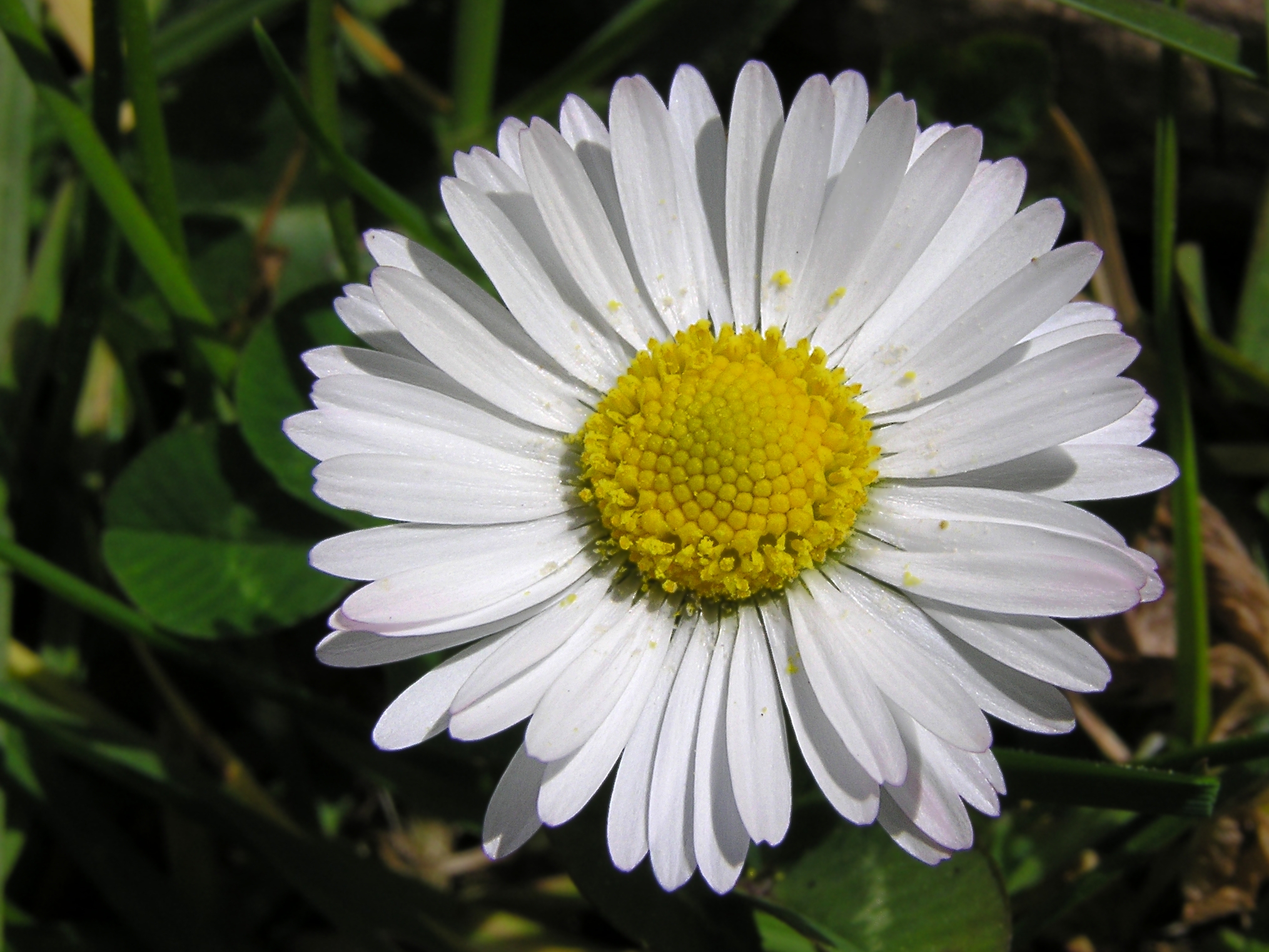 Lawn daisy