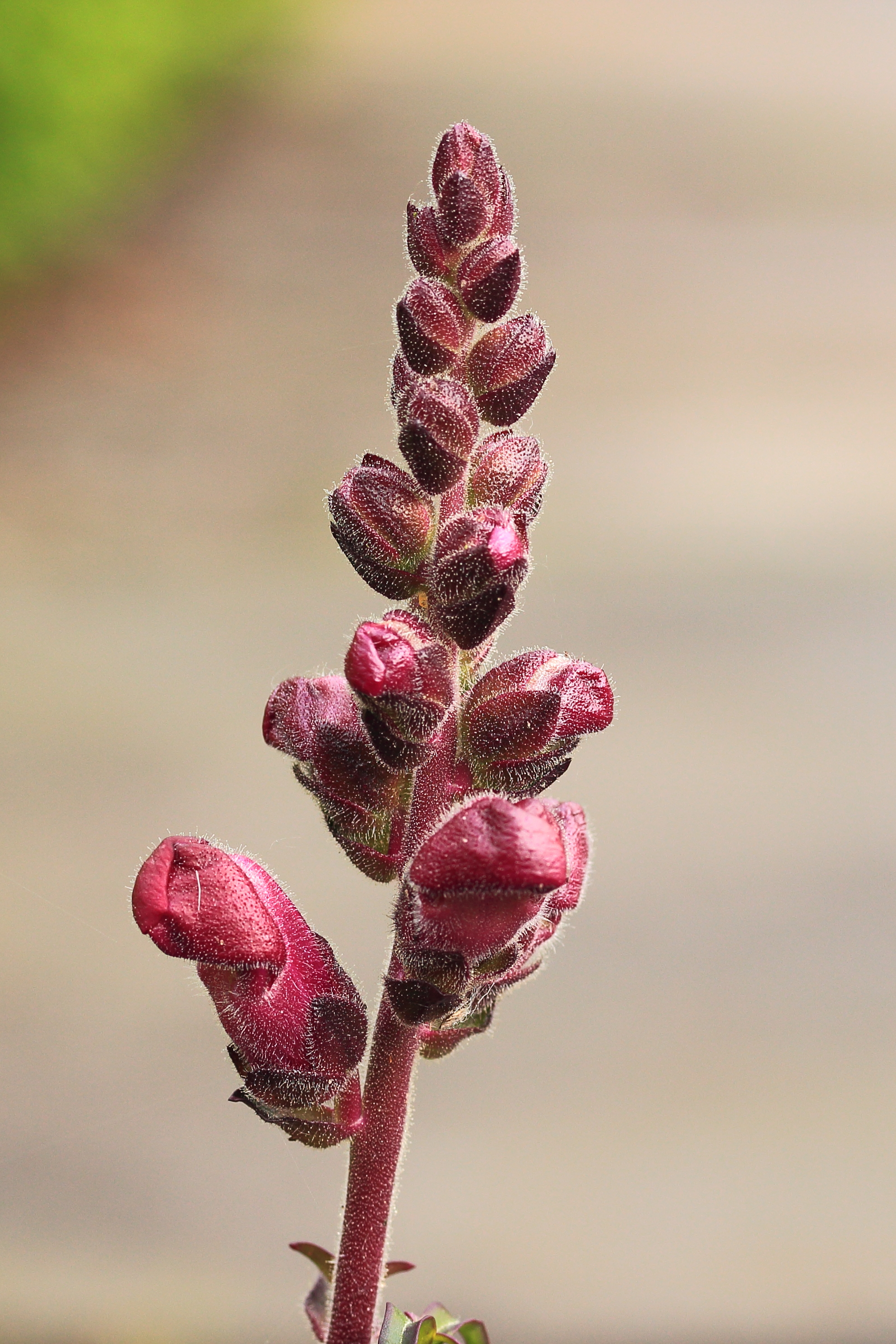 Leeuwenbek (Antirrhinum)