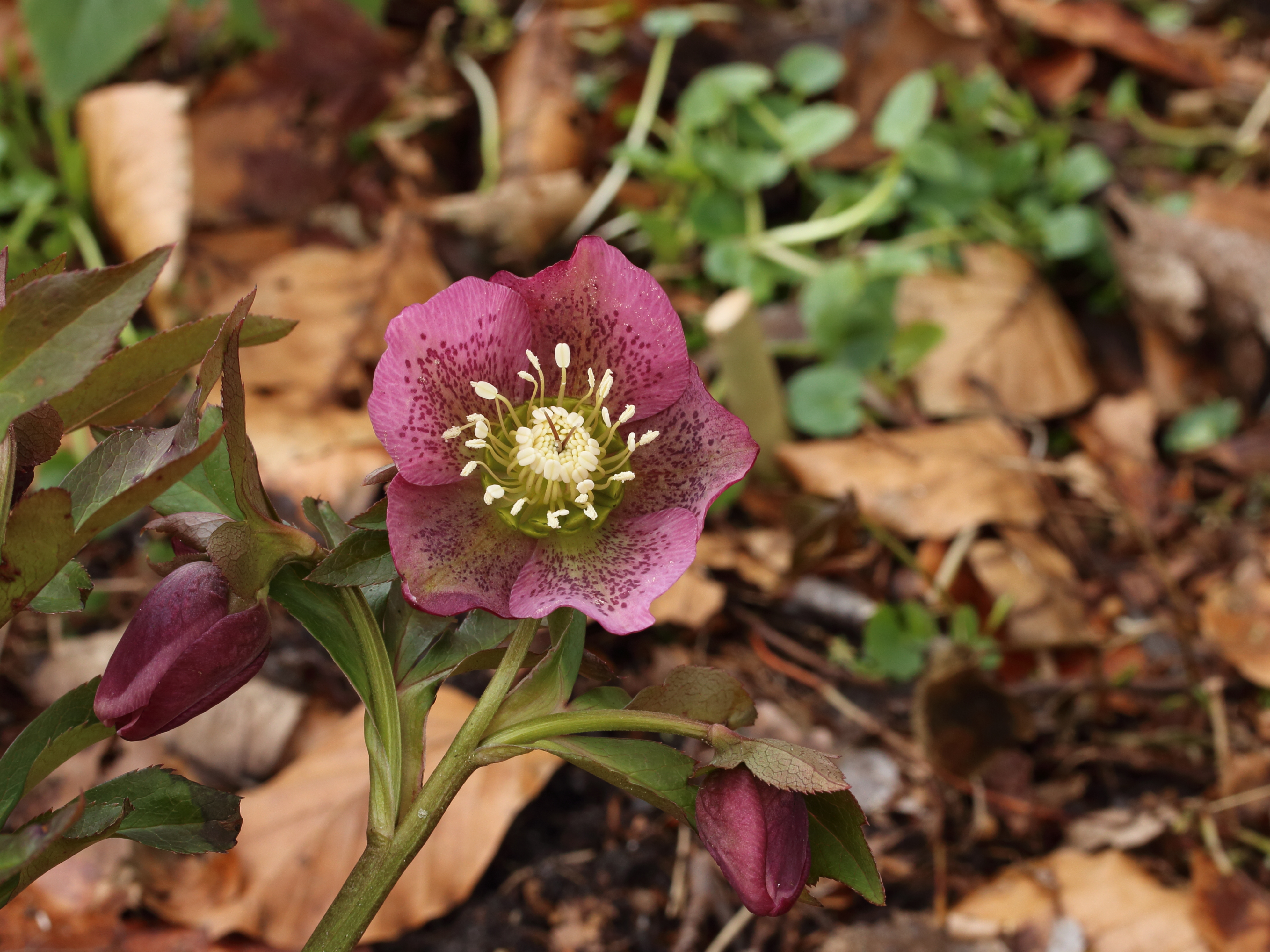 Lenteroos (Helleborus orientalis)