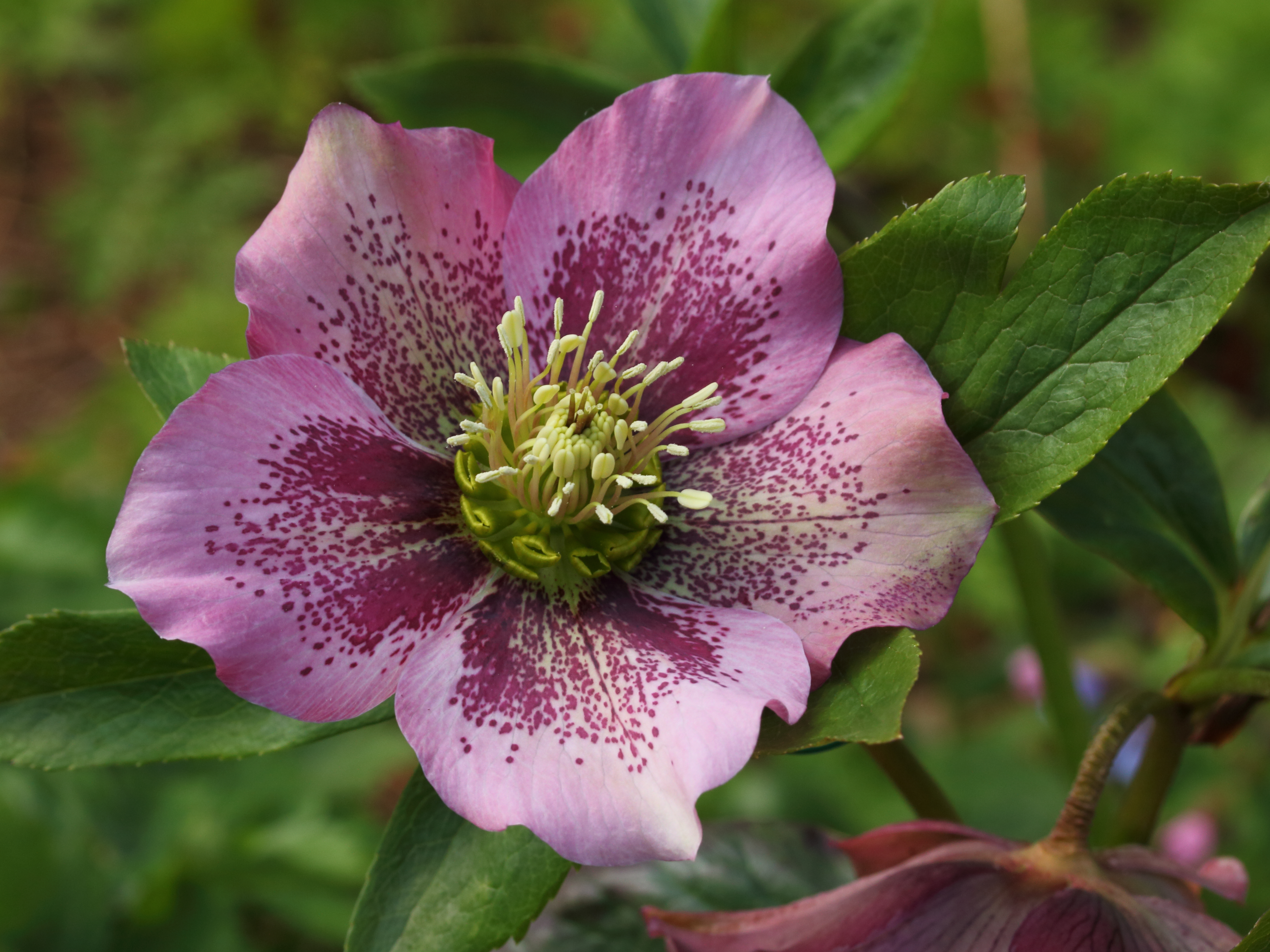 Lenteroos (Helleborus orientalis) 03