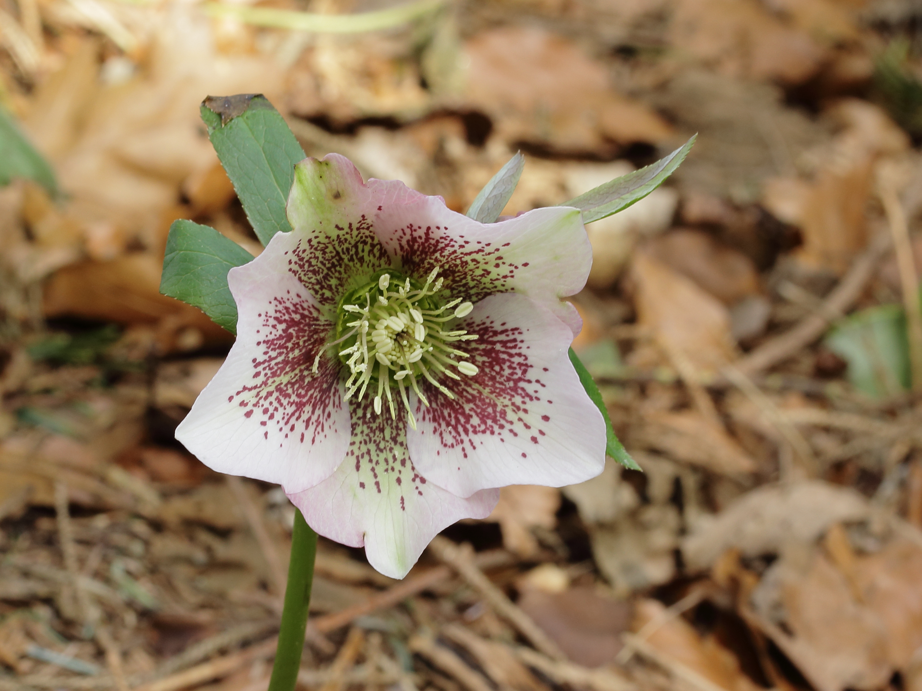 Lenteroos (Helleborus orientalis) 04