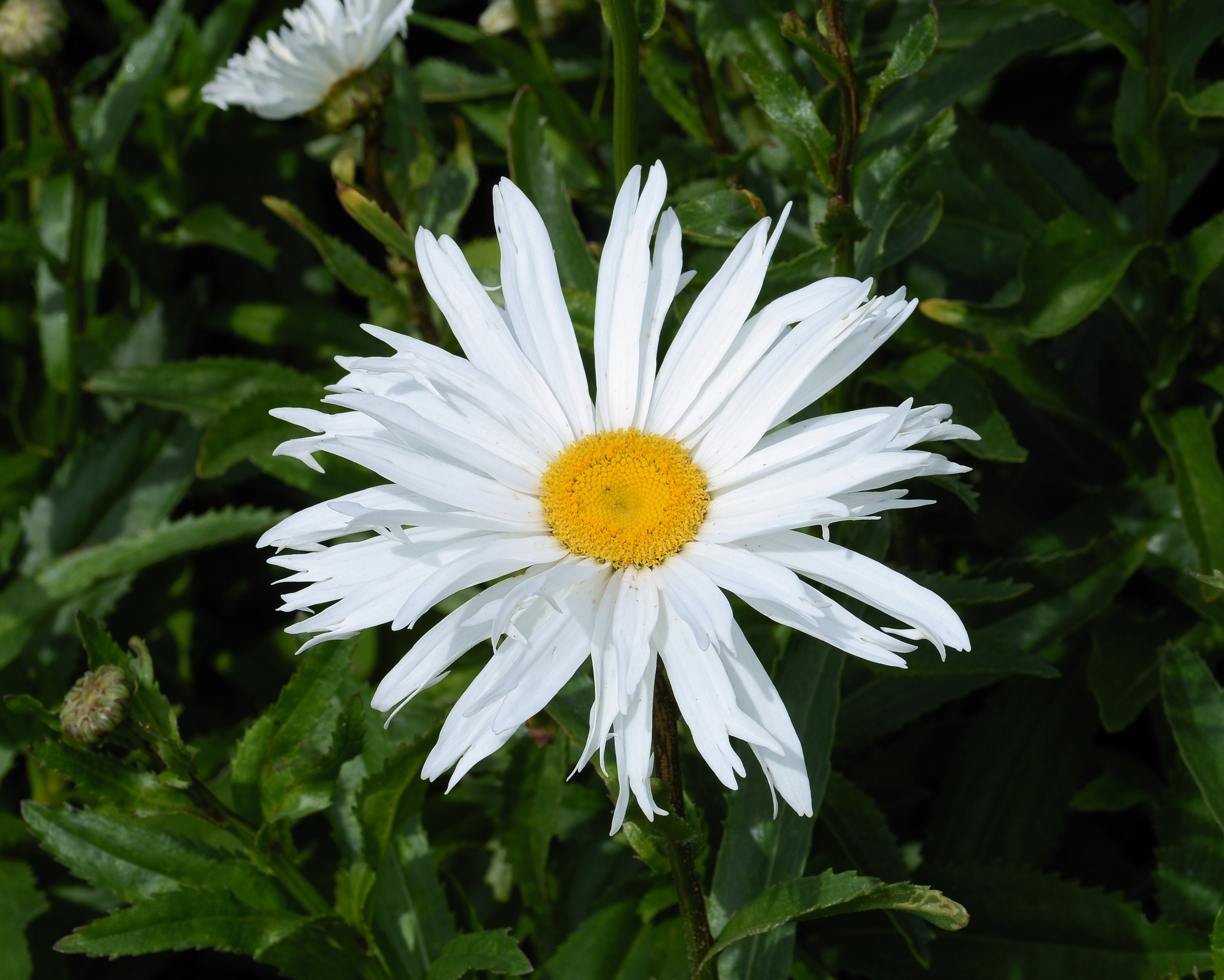 Leucanthemum June 2013-1
