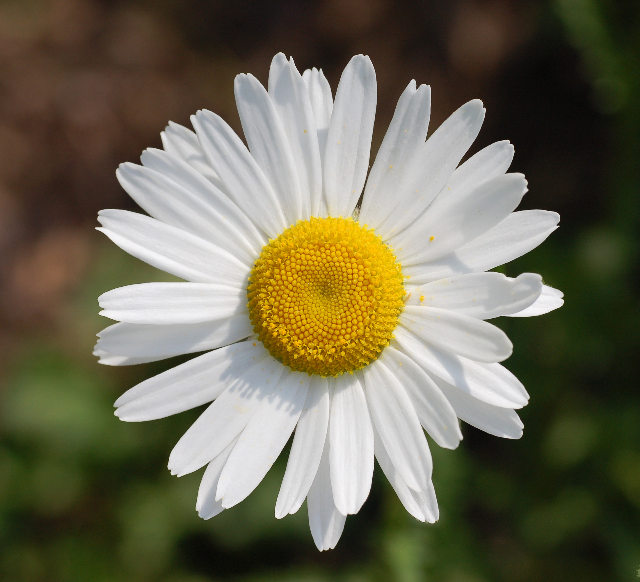 Leucanthemum vulgare 'Filigran' Flower 2200px edit1