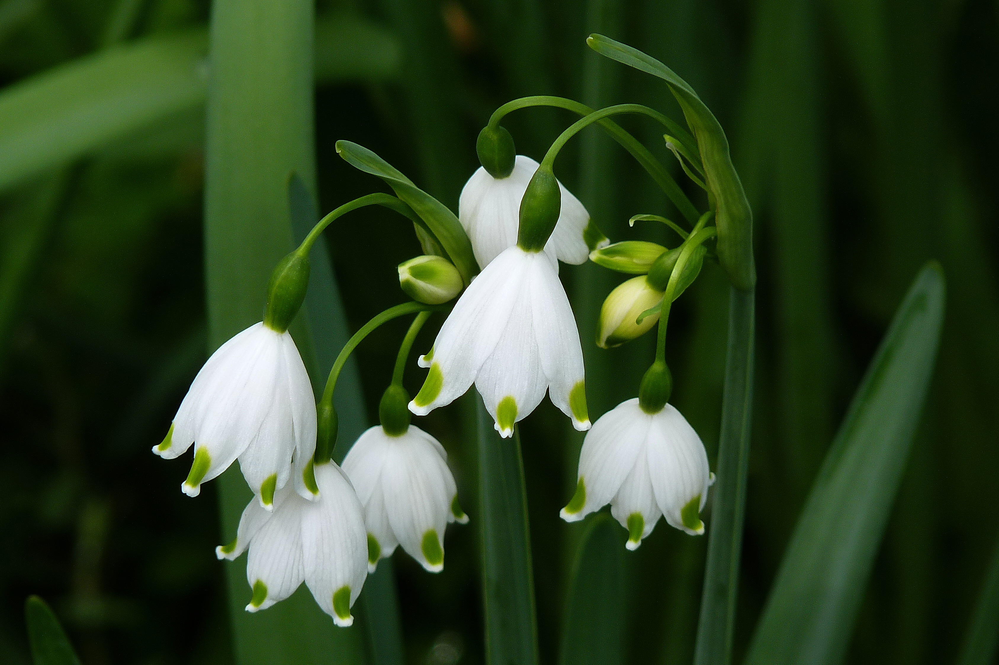 Leucojum aestivum 2010